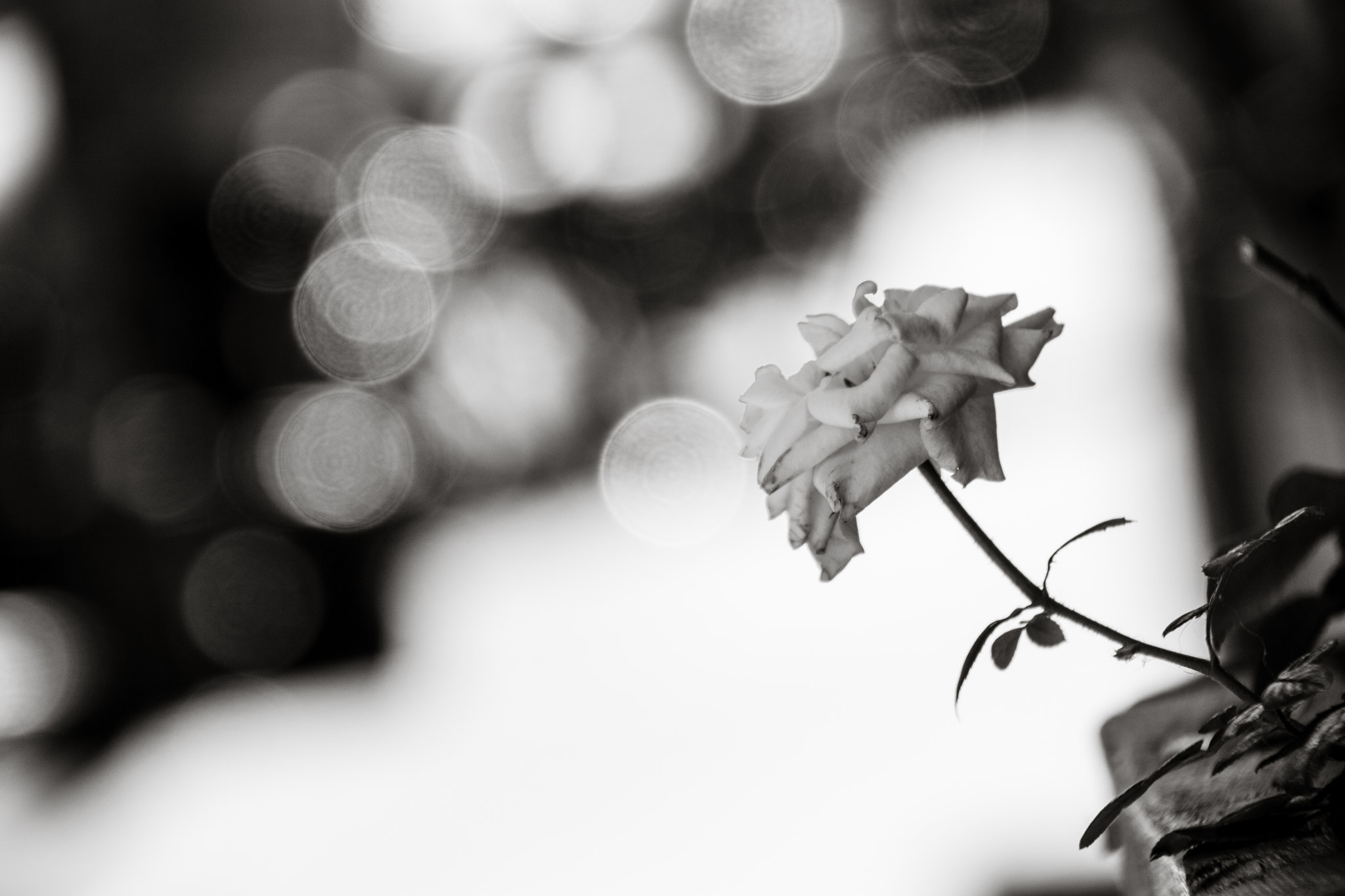 Sigma 18-250mm F3.5-6.3 DC OS HSM sample photo. Nyc rose photography