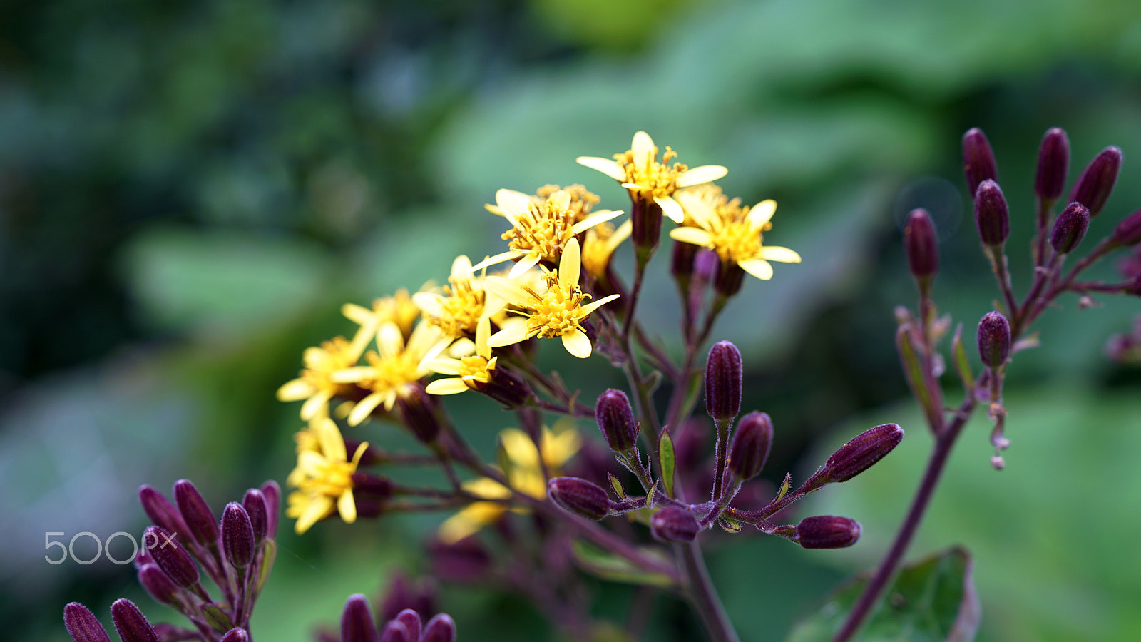 Sony a7S II + Sony FE 24-70mm F2.8 GM sample photo. Chance are chances photography