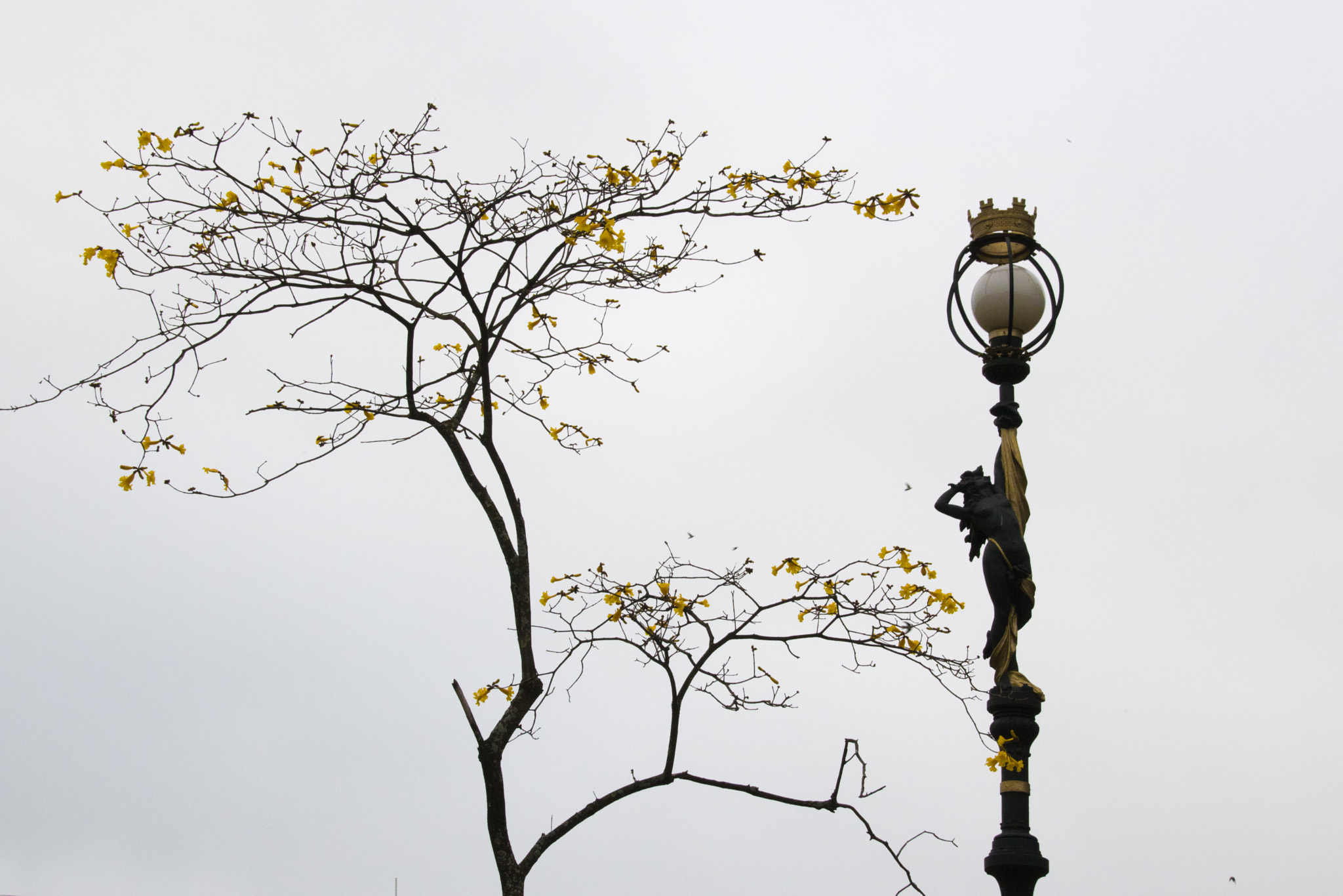 Sigma 18-250mm F3.5-6.3 DC OS HSM sample photo. Black and yellow photography