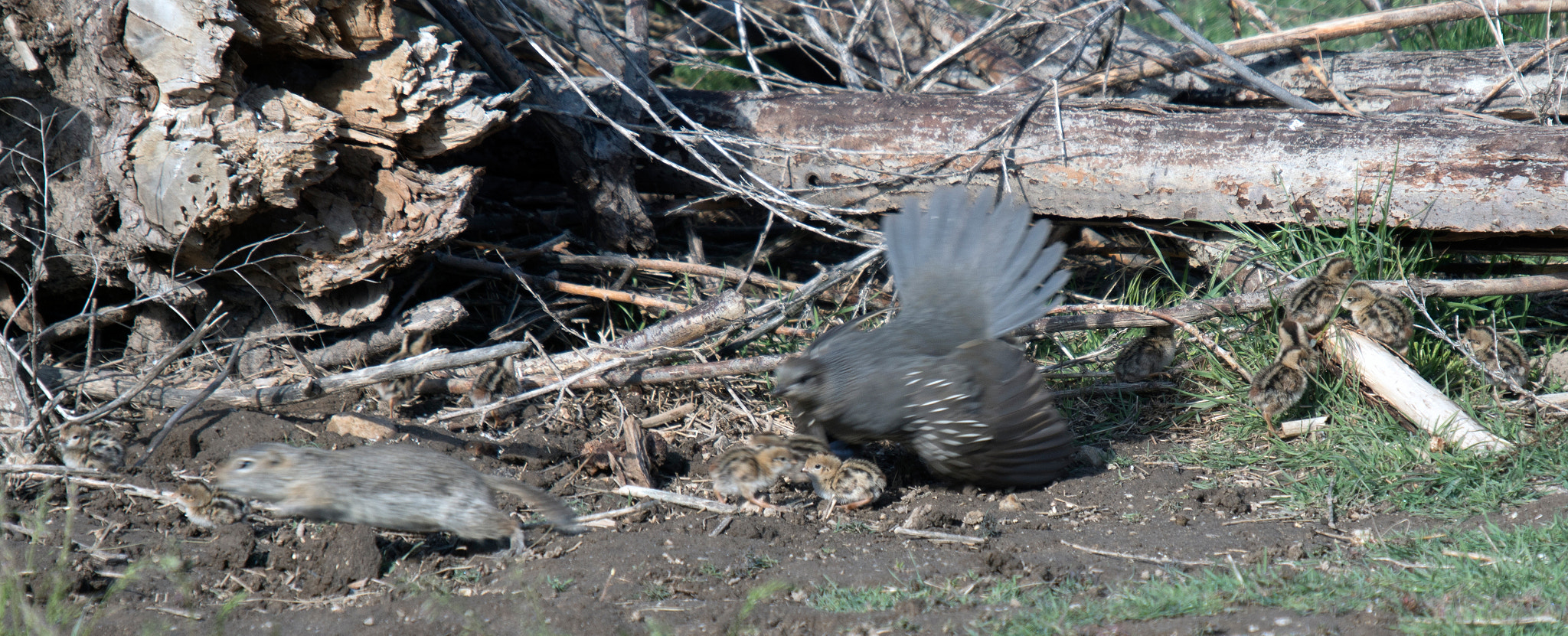 Sony ILCA-77M2 + Minolta AF 300mm F2.8 HS-APO G sample photo. M150508h1r2856 photography