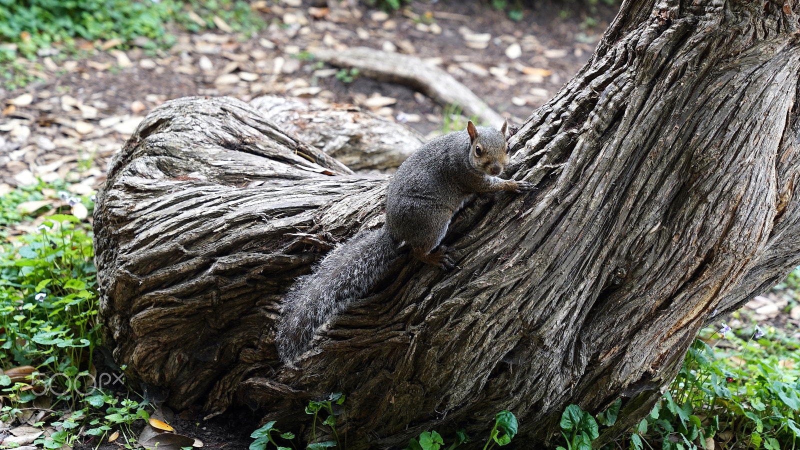 Sony a7S II + Sony FE 24-70mm F2.8 GM sample photo. I'm just curious photography