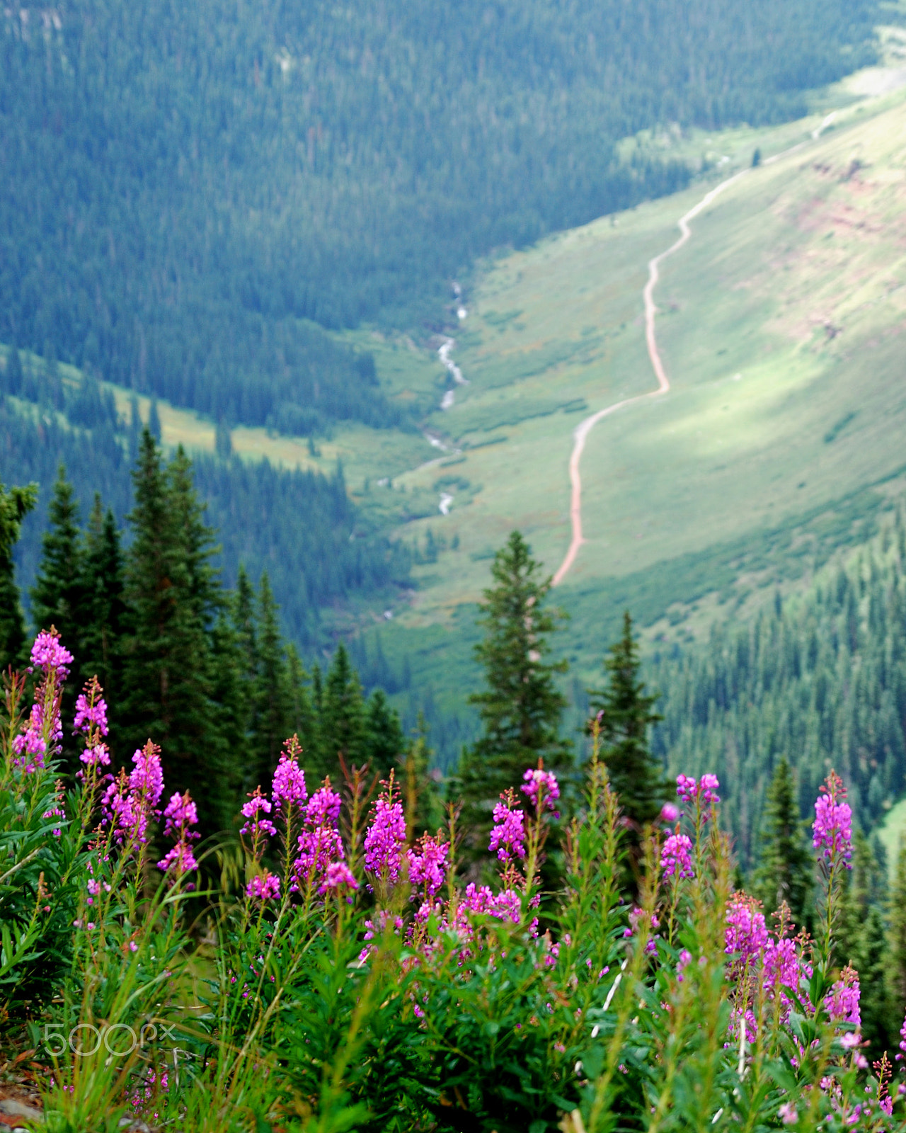 Sigma 17-70mm F2.8-4 DC Macro OS HSM sample photo. Fireweed hillside photography
