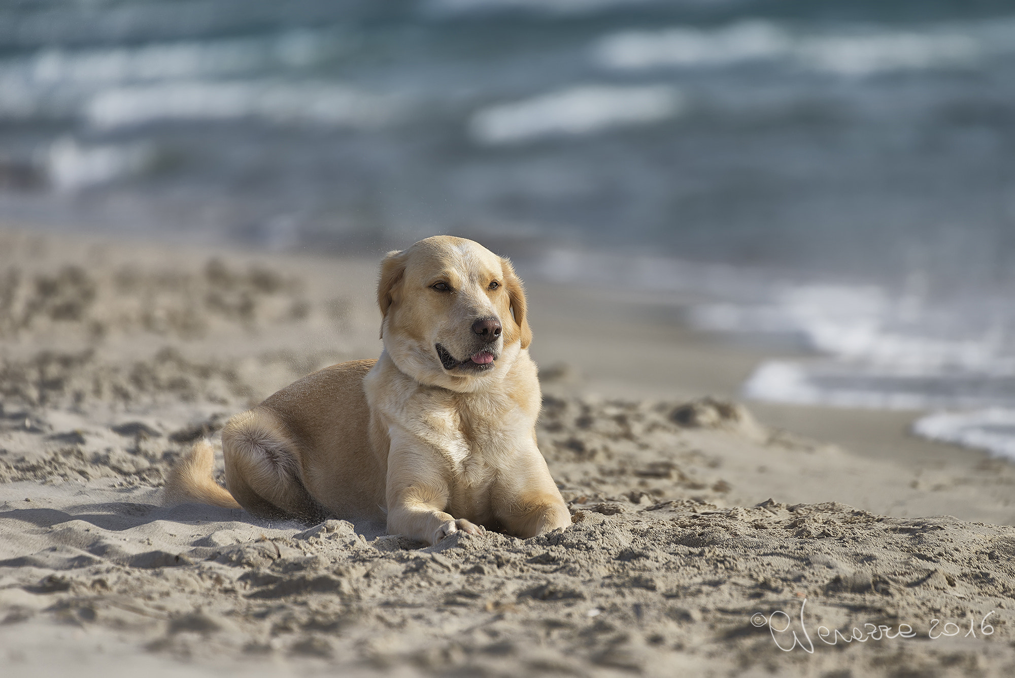 Sigma 50-500mm F4.5-6.3 DG OS HSM sample photo. Beach dogs photography