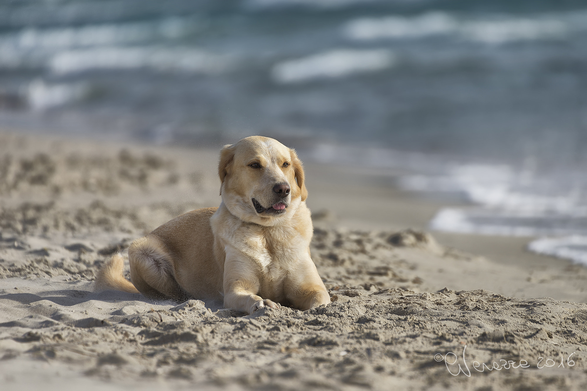 Nikon D610 + Sigma 50-500mm F4.5-6.3 DG OS HSM sample photo. Beach dogs photography