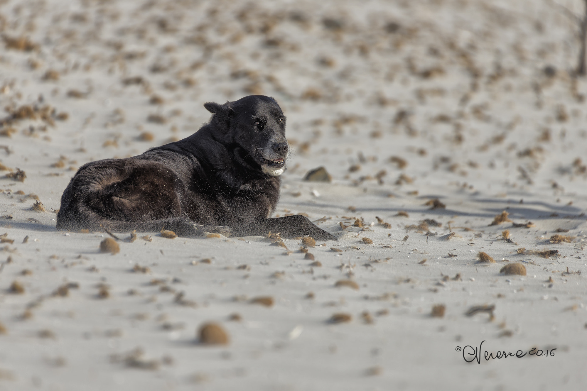 Sigma 50-500mm F4.5-6.3 DG OS HSM sample photo. #beach dogs photography
