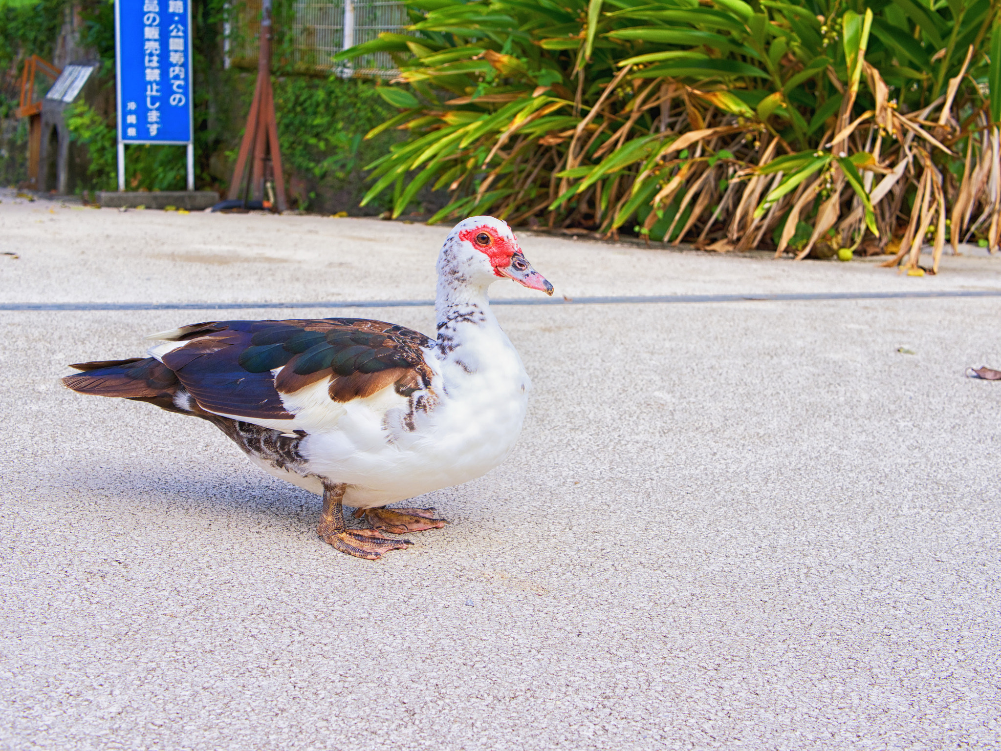 Panasonic Lumix DMC-GM5 + LUMIX G 25/F1.7 sample photo. Birds of shuri castle park. photography