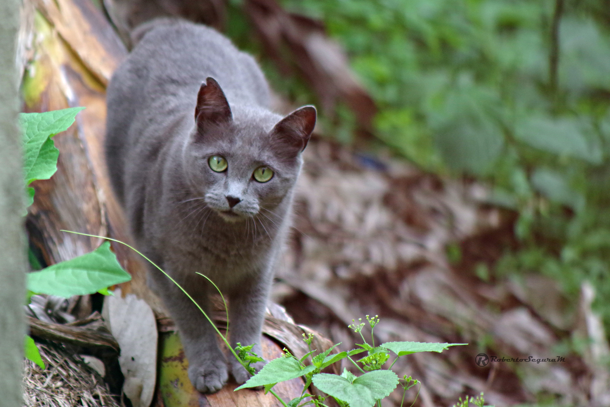 Pentax K-S2 sample photo. Ojos verdes photography