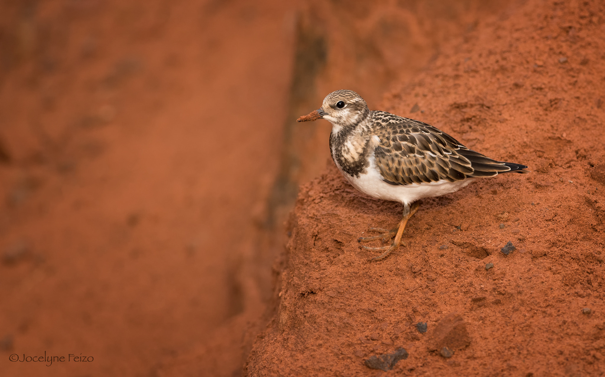 Nikon D750 + Nikon AF-S Nikkor 300mm F4D ED-IF sample photo. Ruddy turnstone photography