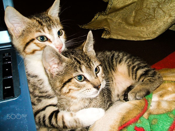 Fujifilm FinePix A500 sample photo. Cats photography