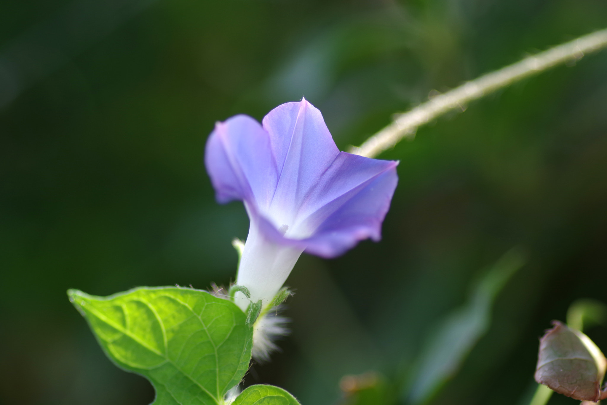 Pentax K-70 + Pentax smc D-FA 100mm F2.8 Macro WR sample photo. Morning glory photography