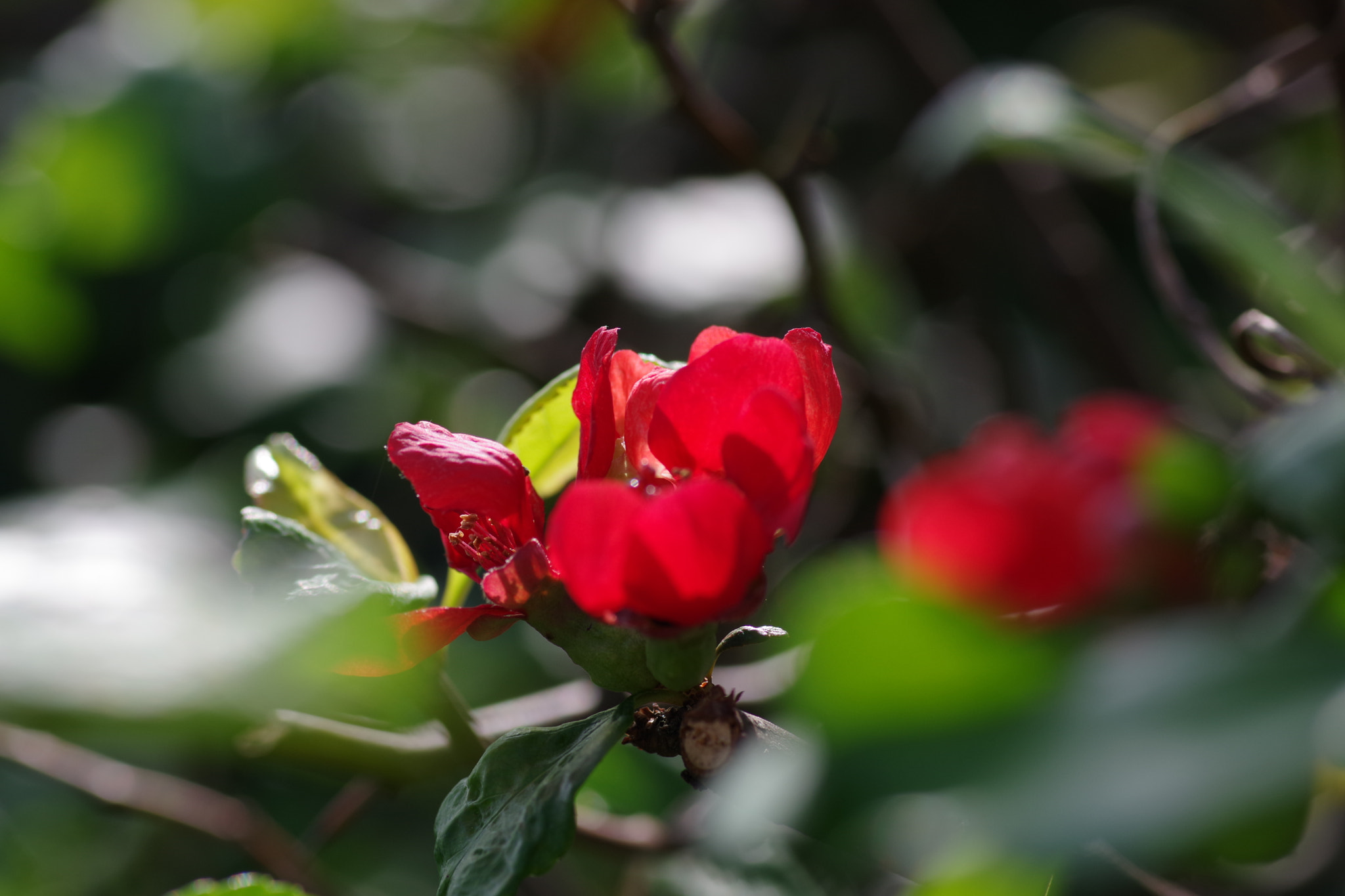 Pentax K-70 sample photo. Chaenomeles speciosa blooming out of season photography