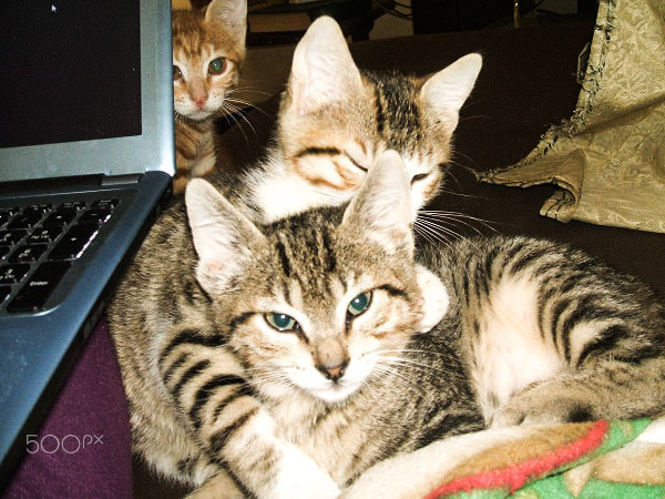 Fujifilm FinePix A500 sample photo. Cats photography