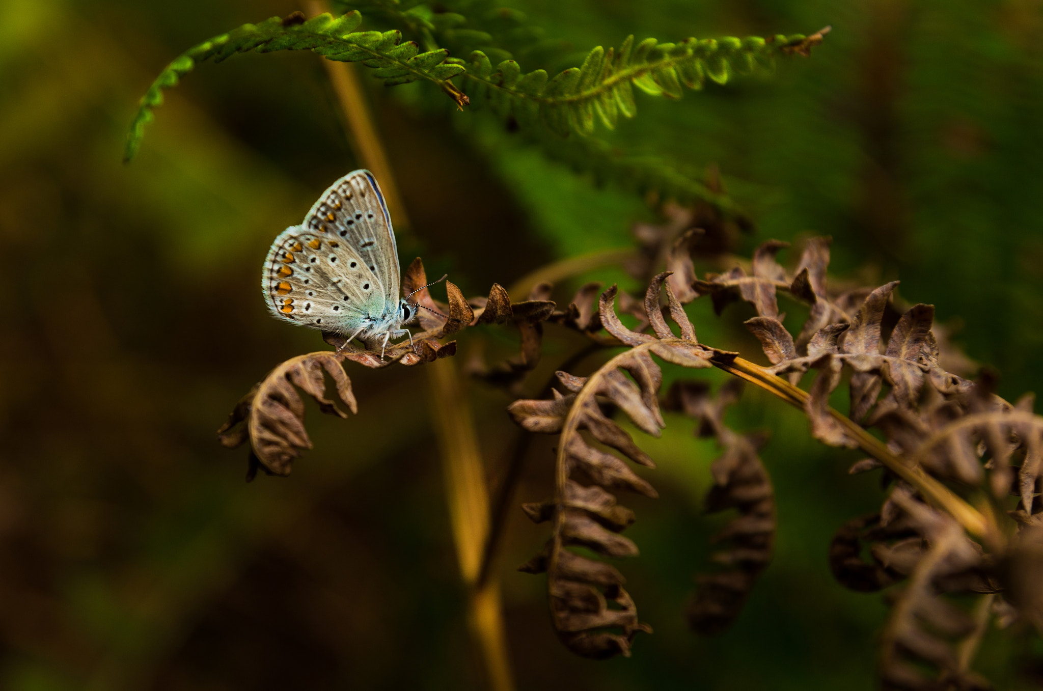 Pentax K-50 sample photo. Bfly photography