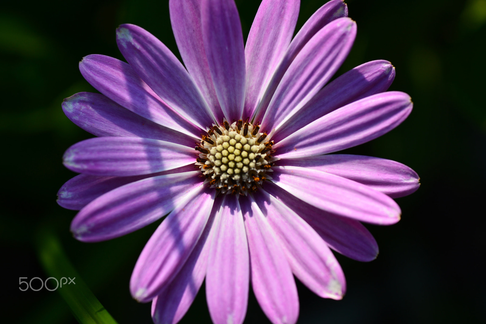 Nikon D600 sample photo. Line in the shadow. photography