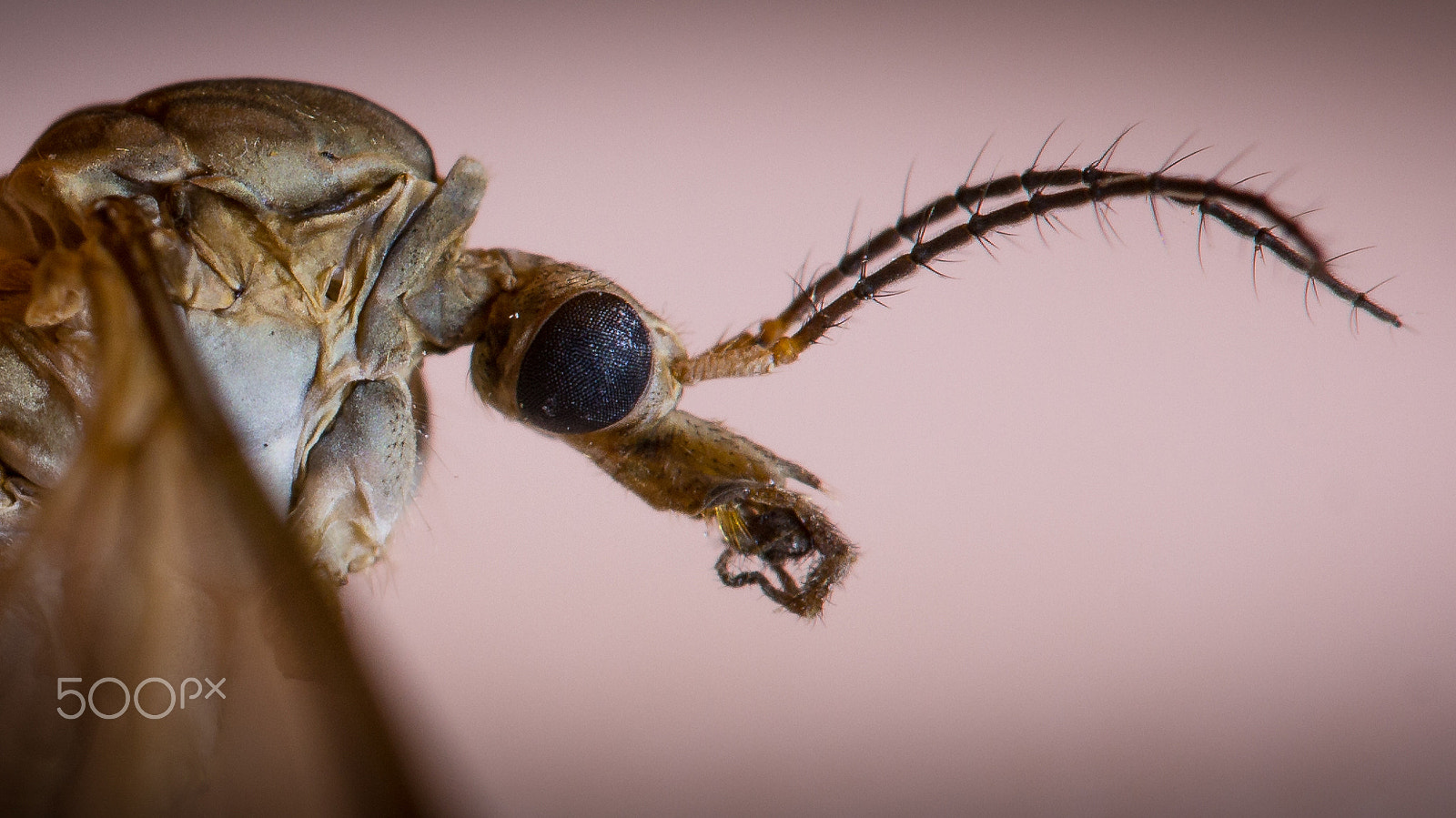 Sigma APO Macro 150mm f/2.8 EX DG HSM sample photo. Evil face photography