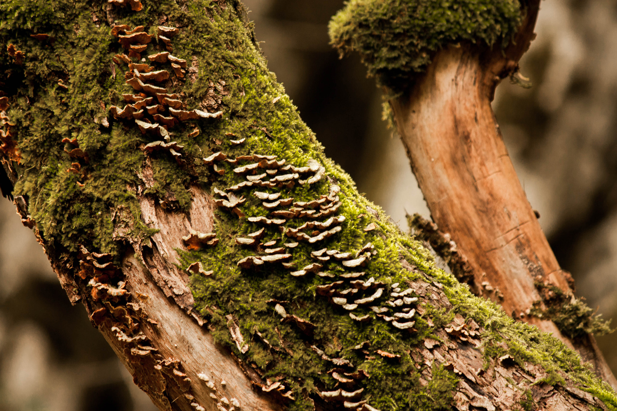 Canon EOS 450D (EOS Rebel XSi / EOS Kiss X2) sample photo. Moss and mushrooms photography