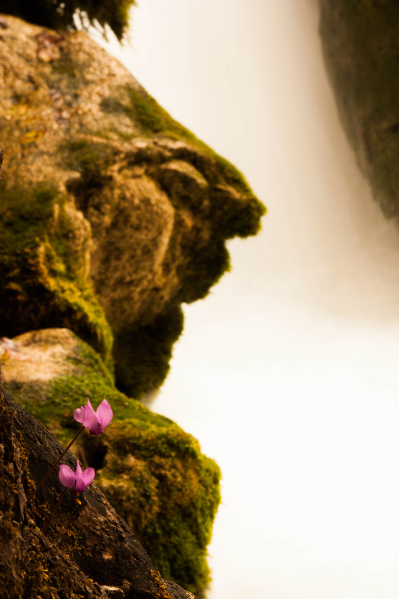 Canon EOS 450D (EOS Rebel XSi / EOS Kiss X2) sample photo. Flower and a waterfall photography