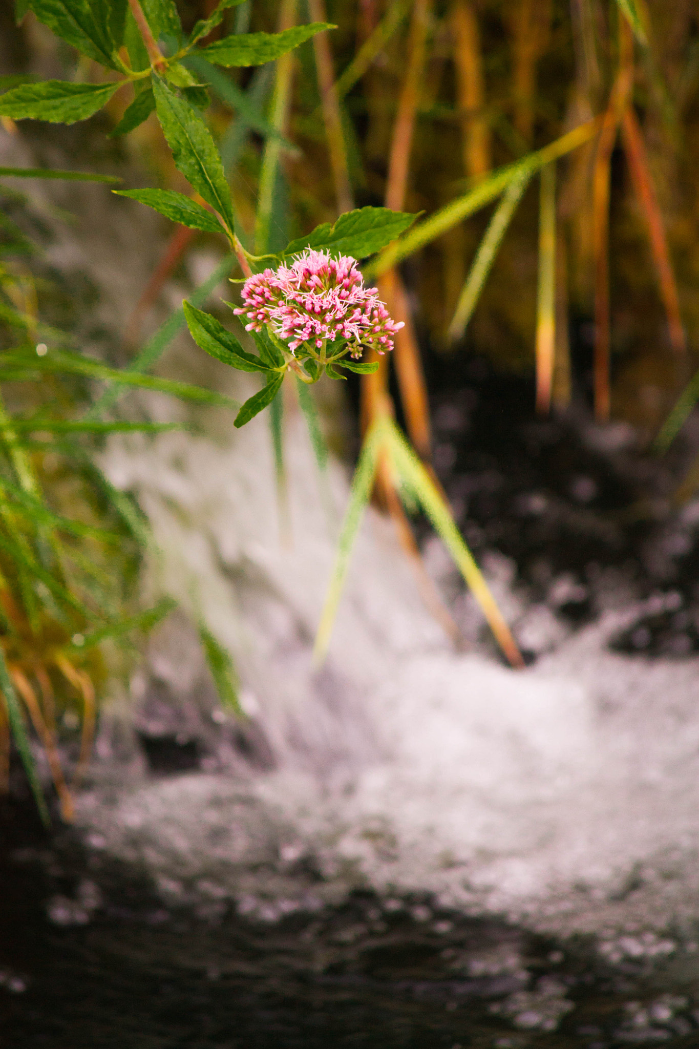 Canon EOS 450D (EOS Rebel XSi / EOS Kiss X2) sample photo. Flower over a stream photography