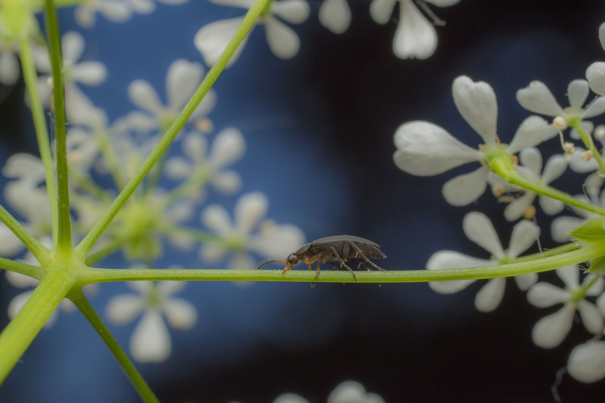 Nikon D5500 + Sigma 50mm F2.8 EX DG Macro sample photo. Bug photography