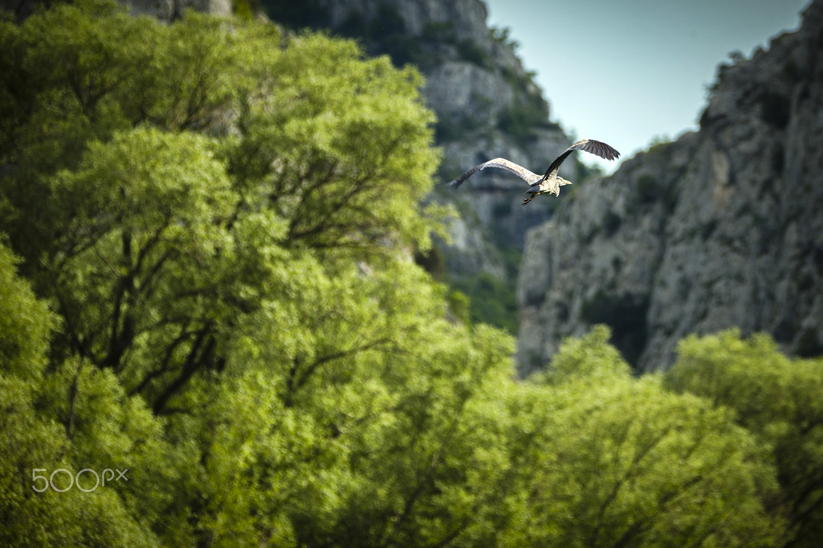 Canon EF 70-200mm F2.8L IS II USM sample photo. Glider photography