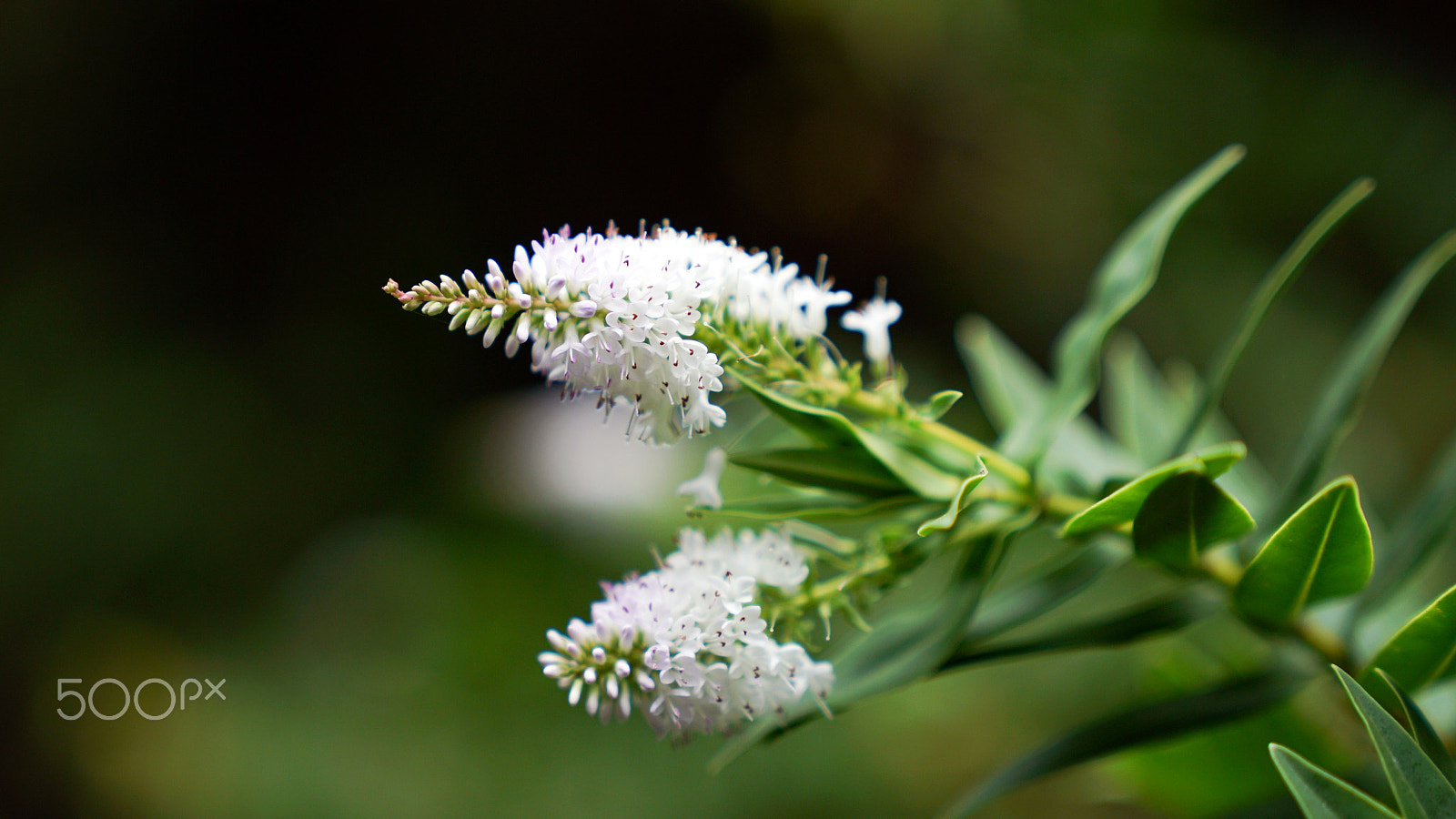 Sony a7S II + Sony FE 24-70mm F2.8 GM sample photo. Ask me once photography