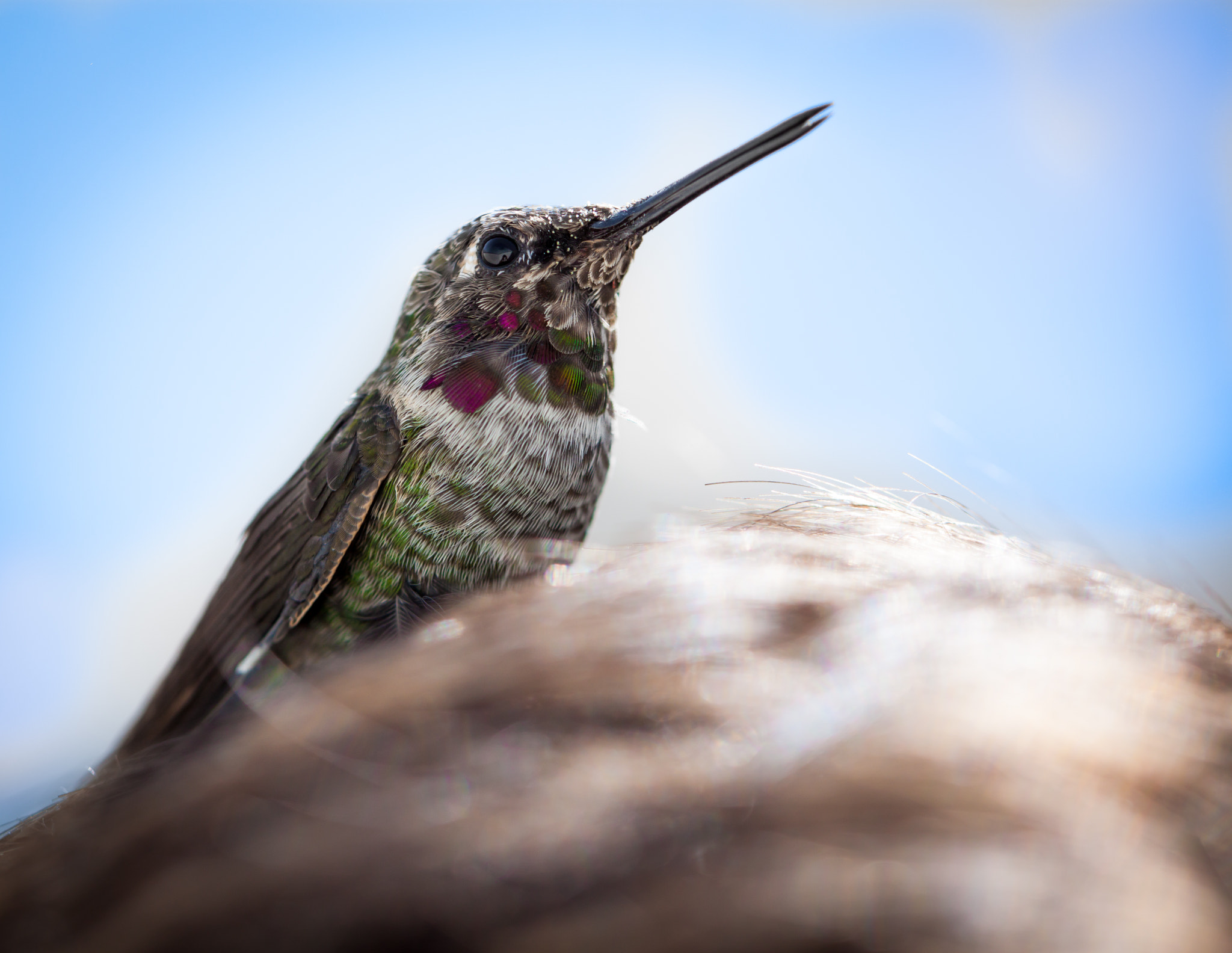 Canon EF 100mm F2.8L Macro IS USM sample photo. Hummingbird on my head photography