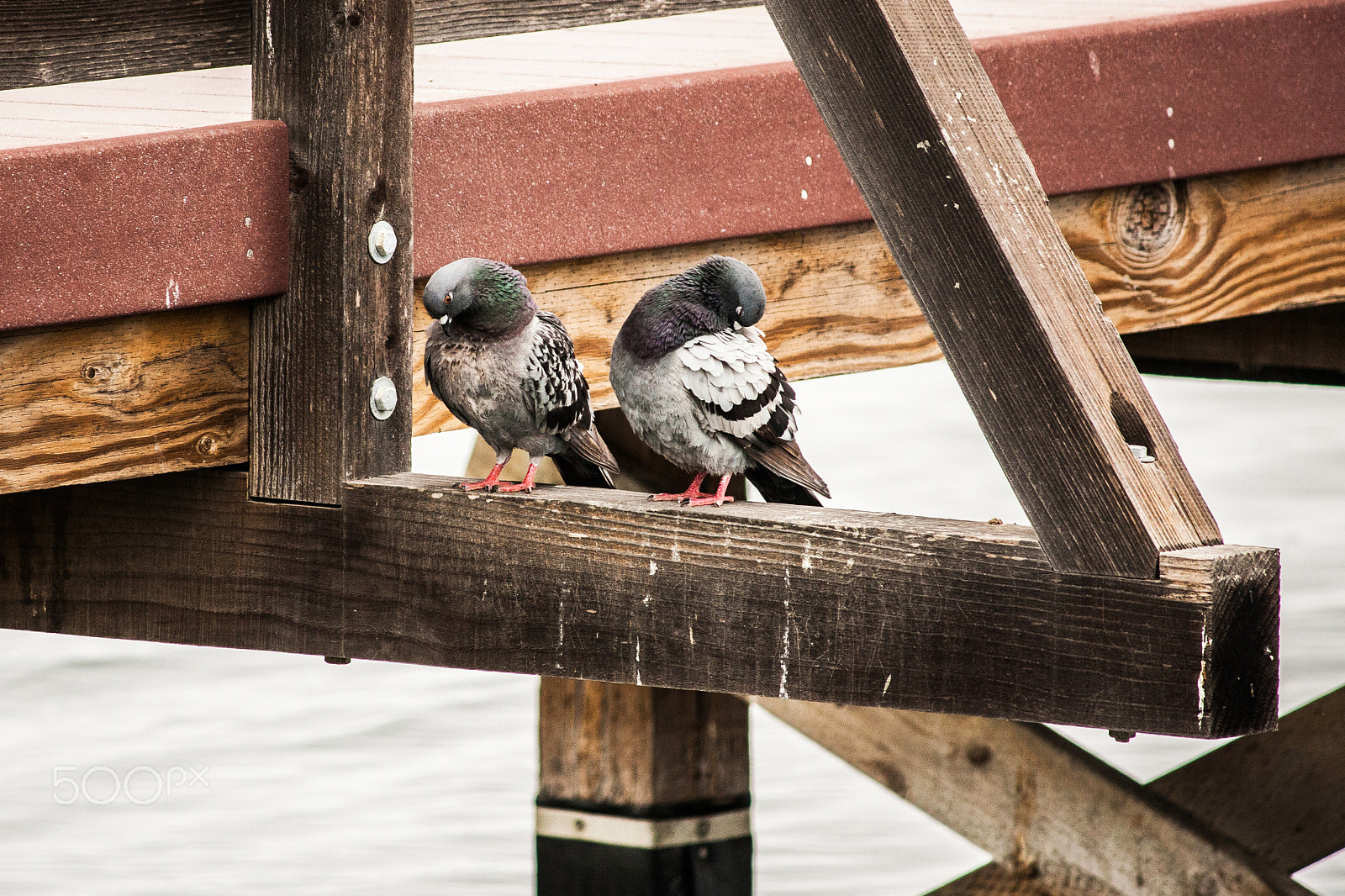 Canon EOS 450D (EOS Rebel XSi / EOS Kiss X2) sample photo. Birds of a feather photography