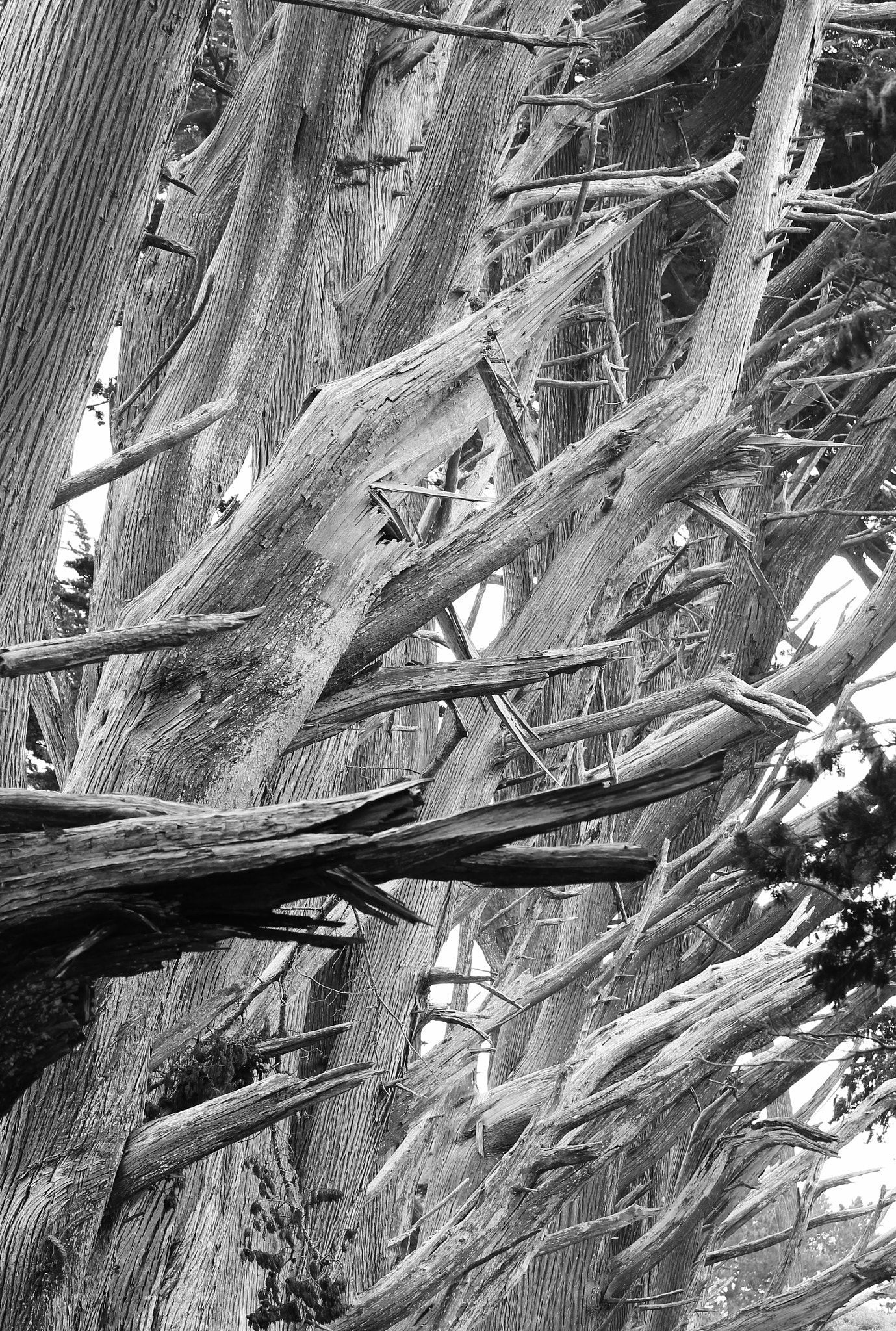 Canon EF 70-300mm F4-5.6 IS USM sample photo. Dead wood photography