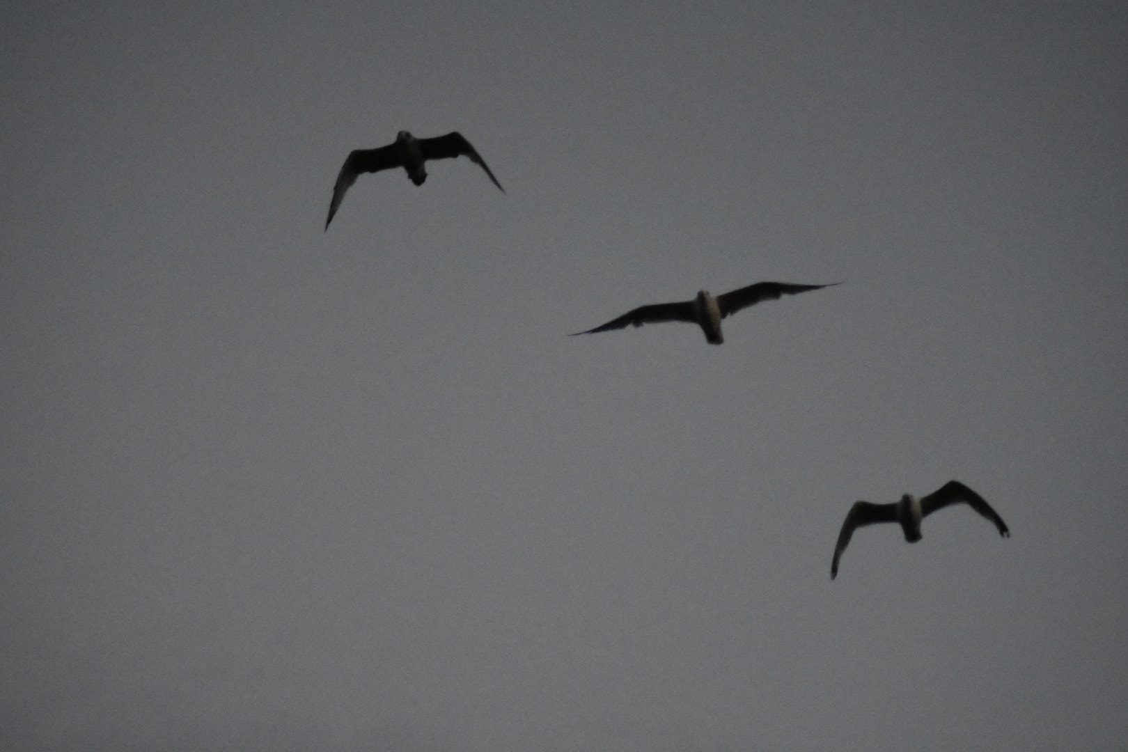 Nikon AF Nikkor 70-300mm F4-5.6G sample photo. This evening nature  photography