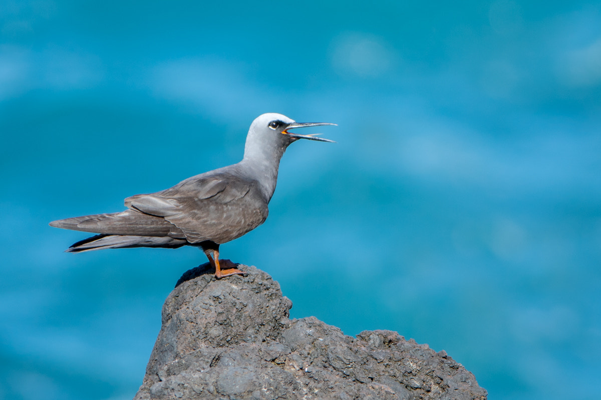 Canon EF 200-400mm F4L IS USM Extender 1.4x sample photo. Black noddy photography