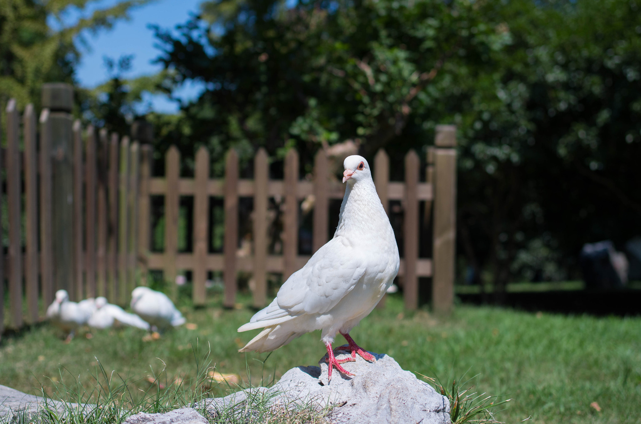 Pentax K-50 sample photo