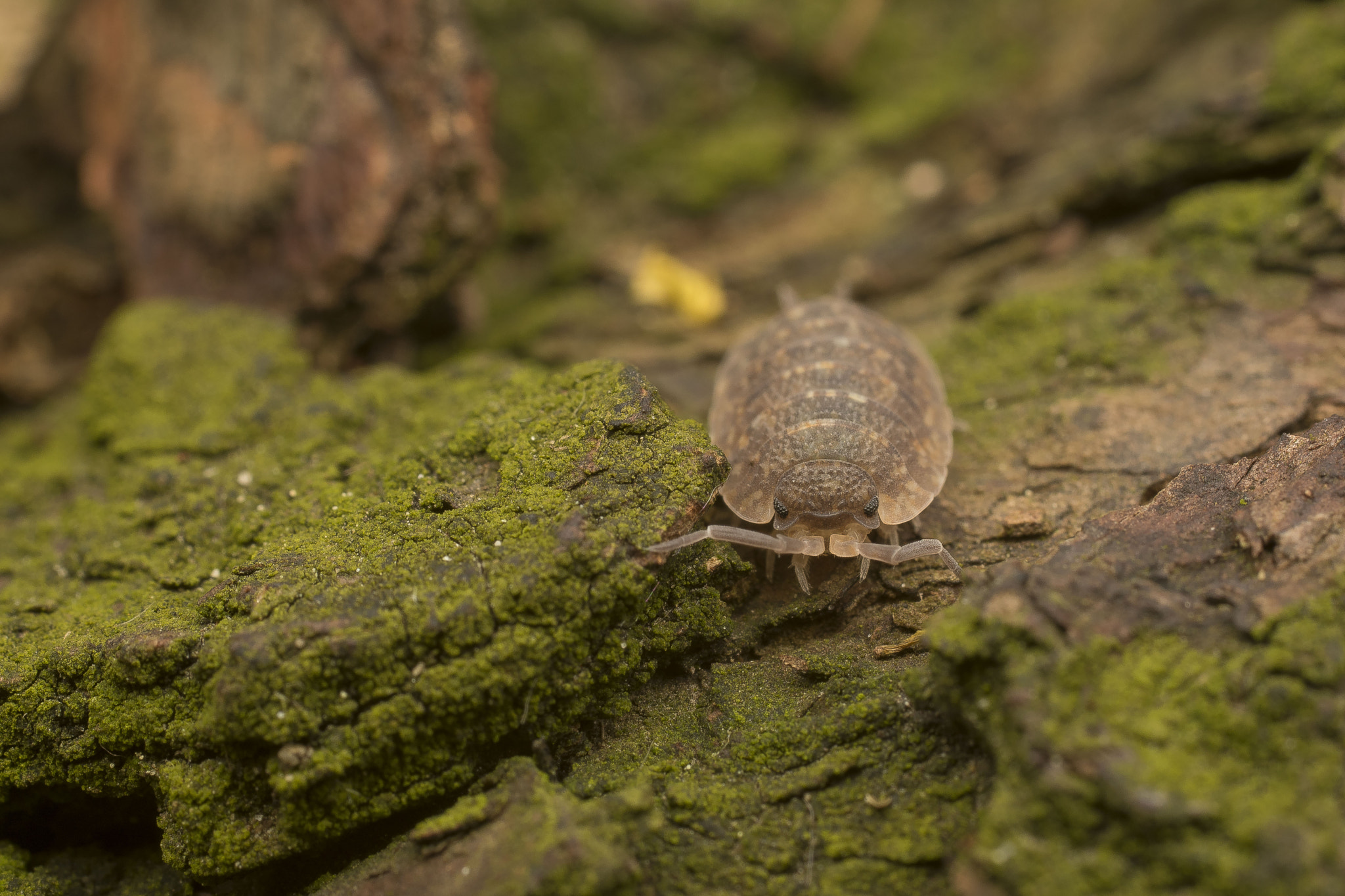 Nikon D5500 + Sigma 50mm F2.8 EX DG Macro sample photo. Bug photography