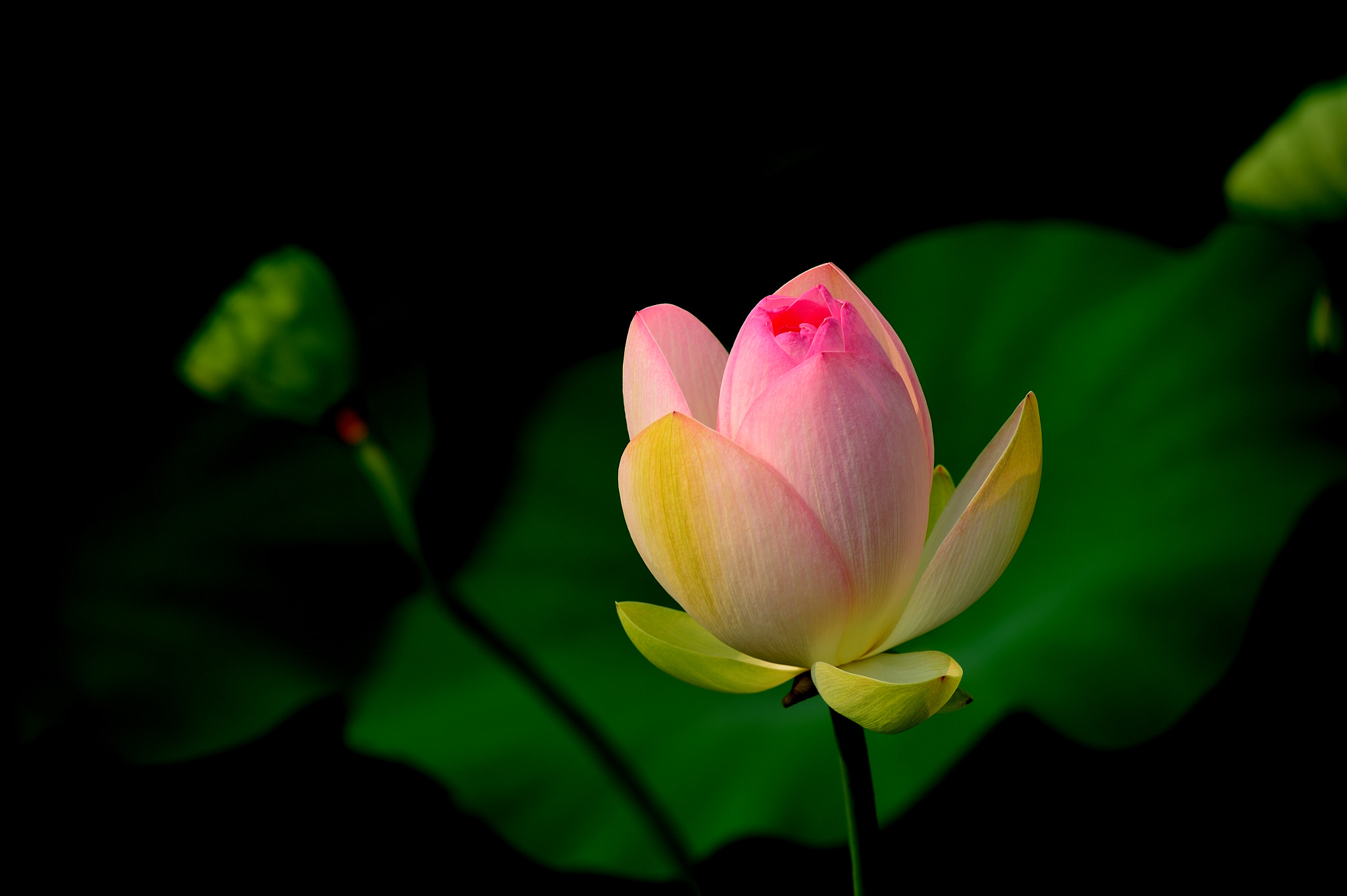 Nikon AF-Nikkor 80-200mm F2.8D ED sample photo