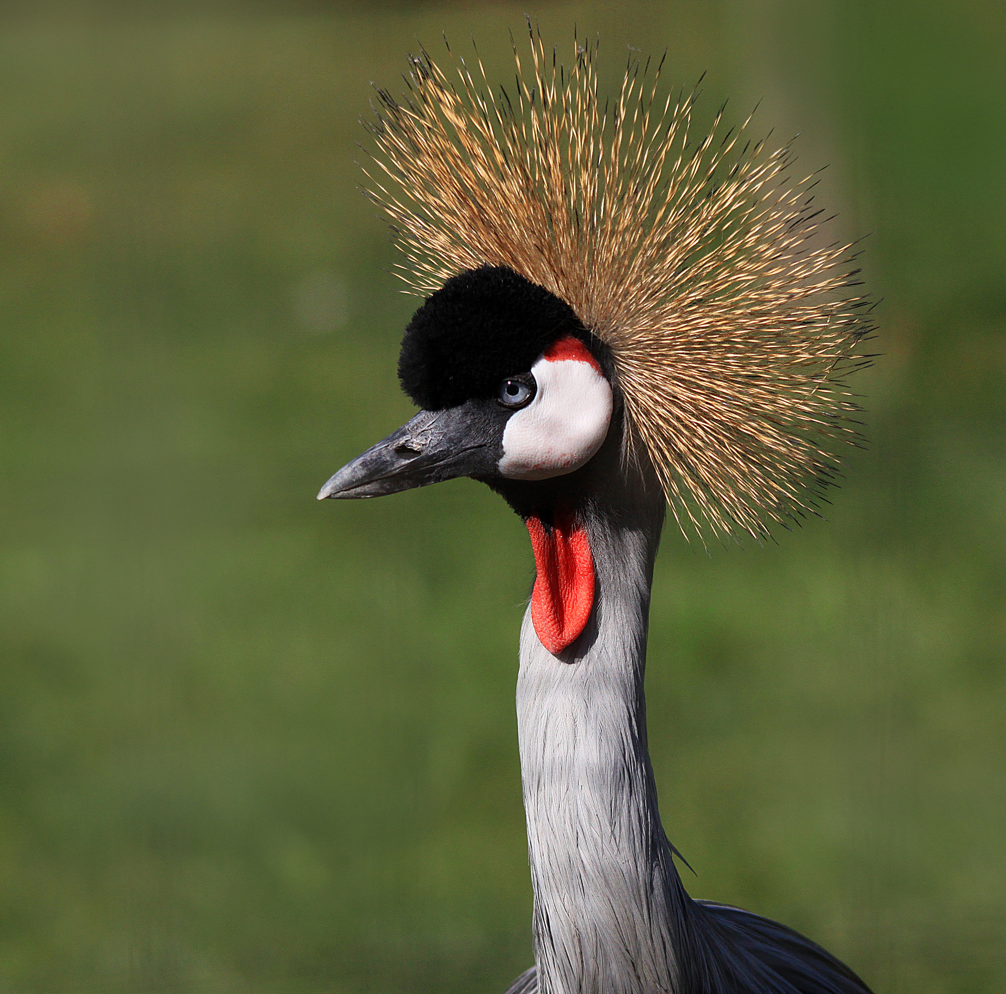Sigma 150-500mm F5-6.3 DG OS HSM sample photo. Crowned photography