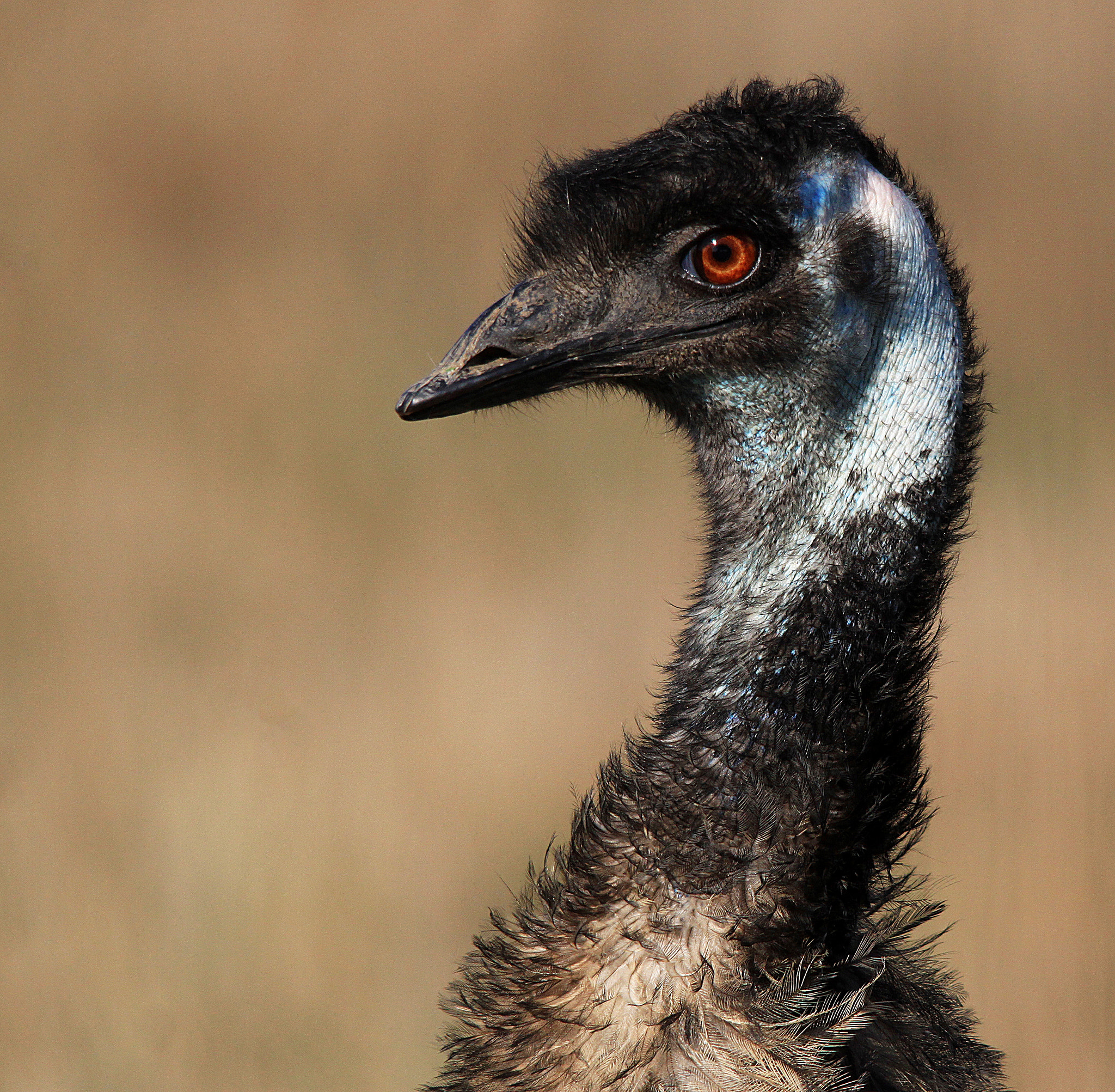 Sigma 150-500mm F5-6.3 DG OS HSM sample photo. Emu photography