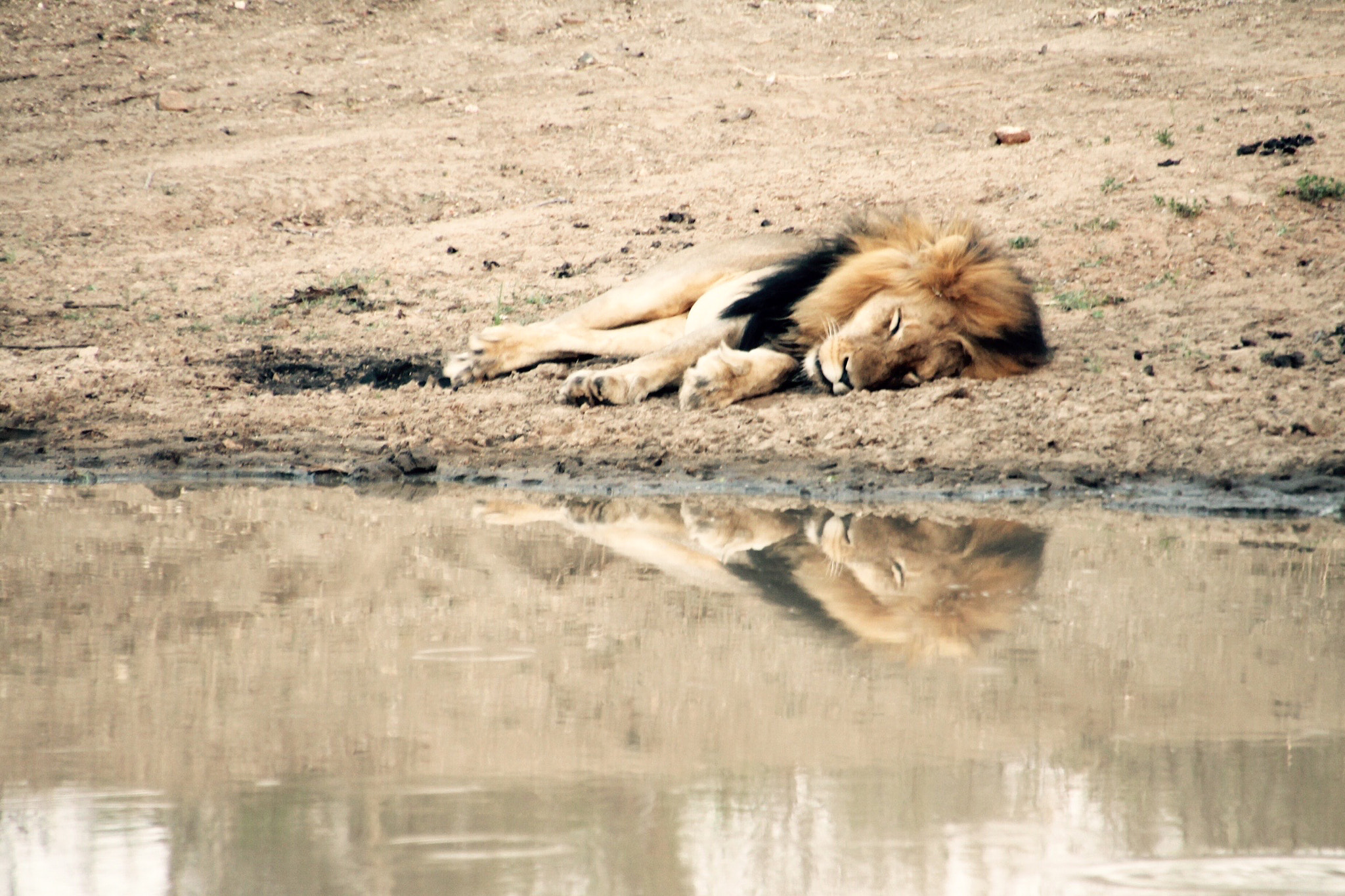 Canon 18-250mm sample photo. Resting lion photography