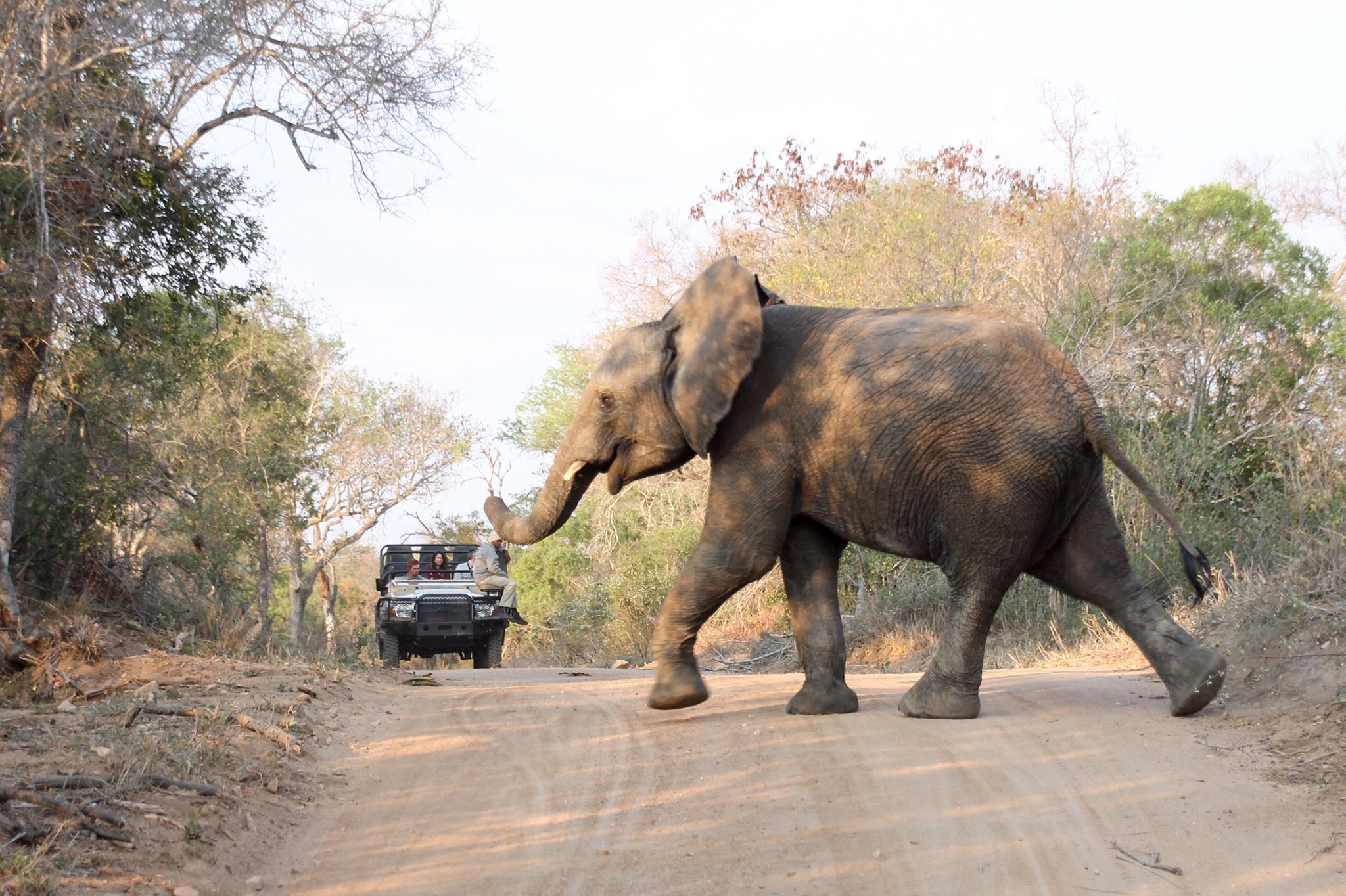 Canon 18-250mm sample photo. Crossing elephant photography