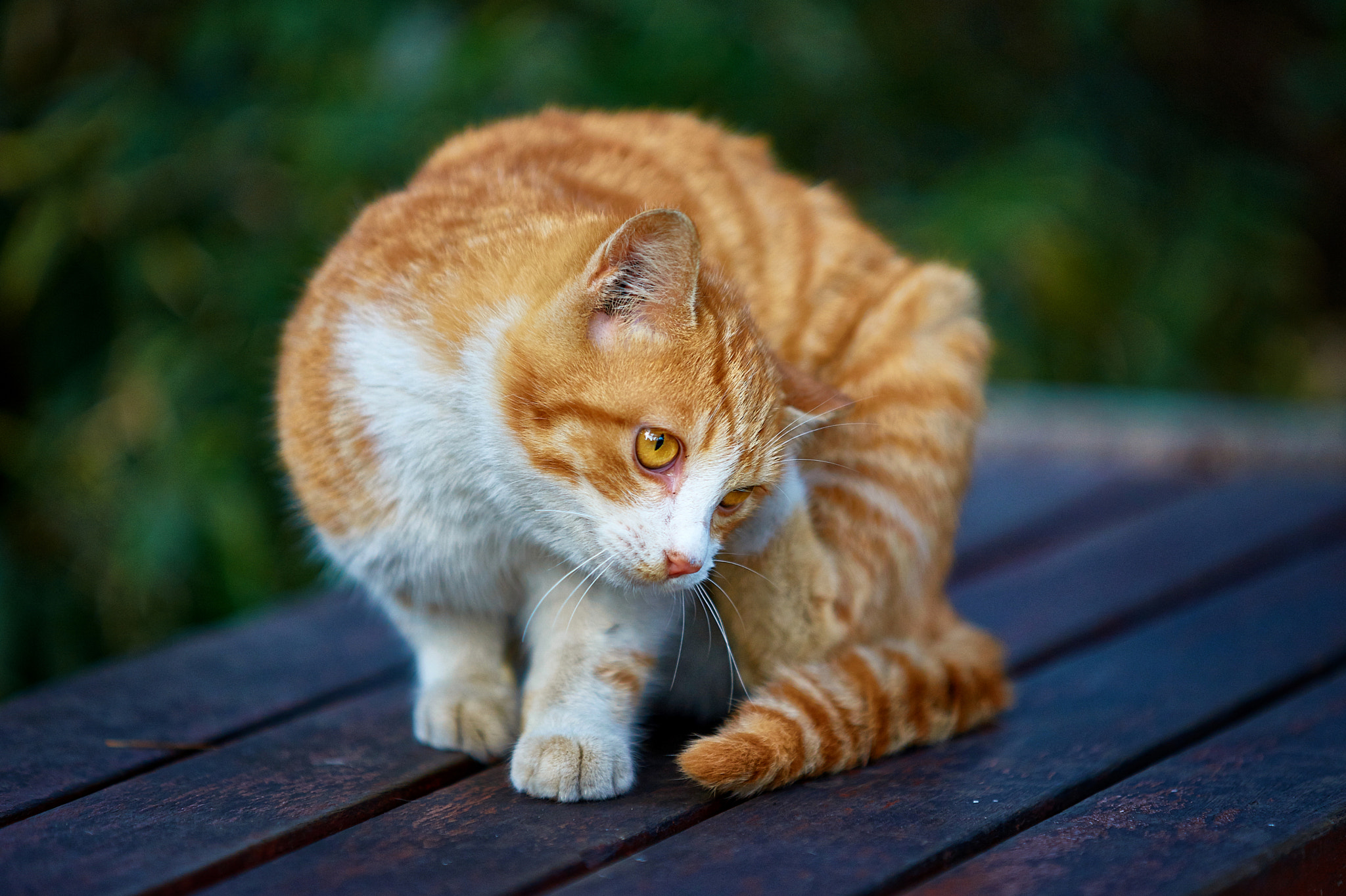 Sony a99 II + Minolta/Sony AF 70-200mm F2.8 G sample photo. Yellow cat photography