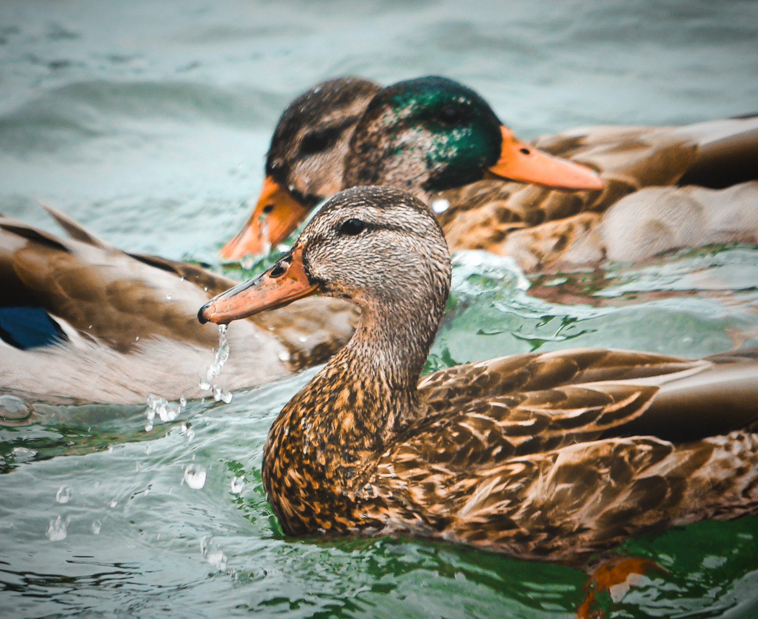 Sony a7 II + Sony FE 70-200mm F4 G OSS sample photo. River trio photography