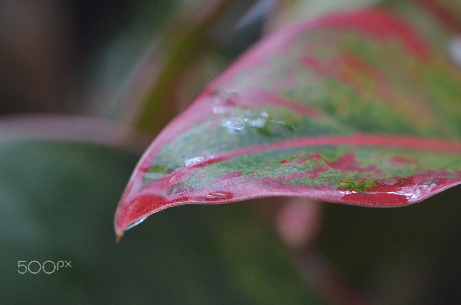 Manual Lens No CPU sample photo. Color of leaf photography