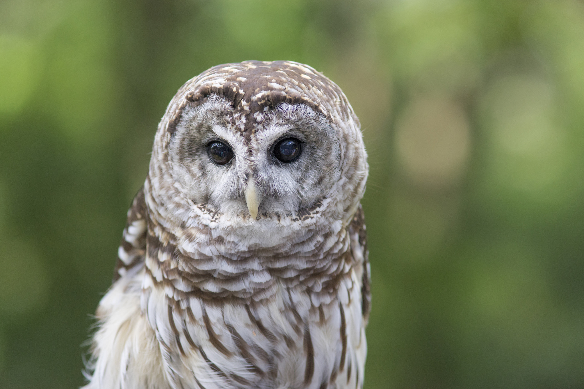 Sony a7 + Minolta AF 200mm F2.8 HS-APO G sample photo. Baby owl photography