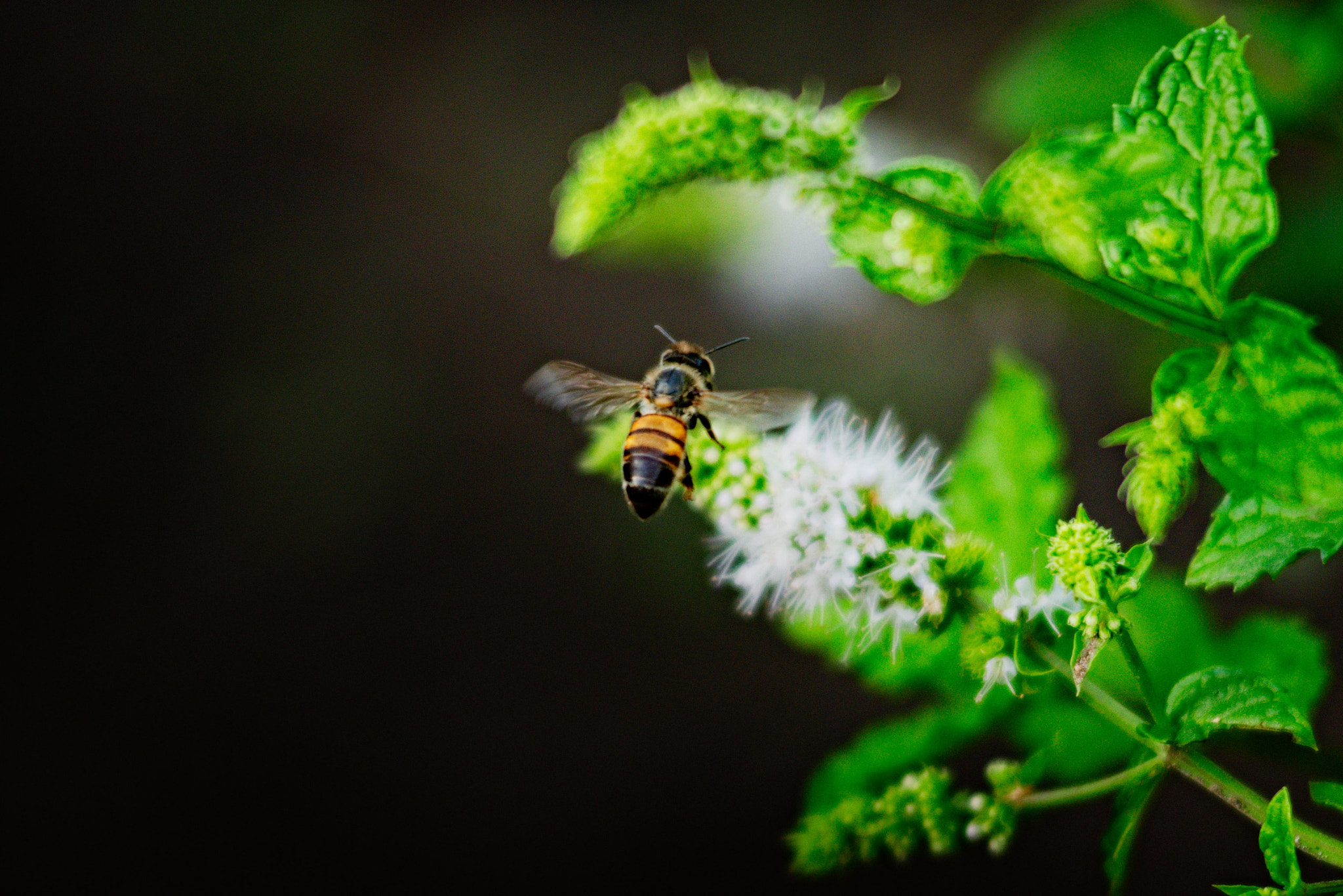 AF Zoom-Nikkor 80-200mm f/2.8 ED sample photo. Peppermint honey production photography