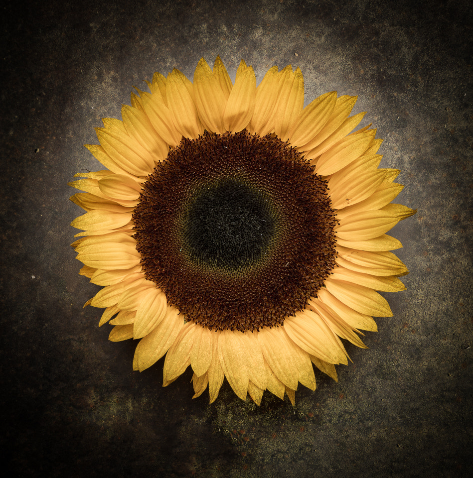 Sony ILCA-77M2 + Sony 50mm F1.4 sample photo. Sunflower stills photography
