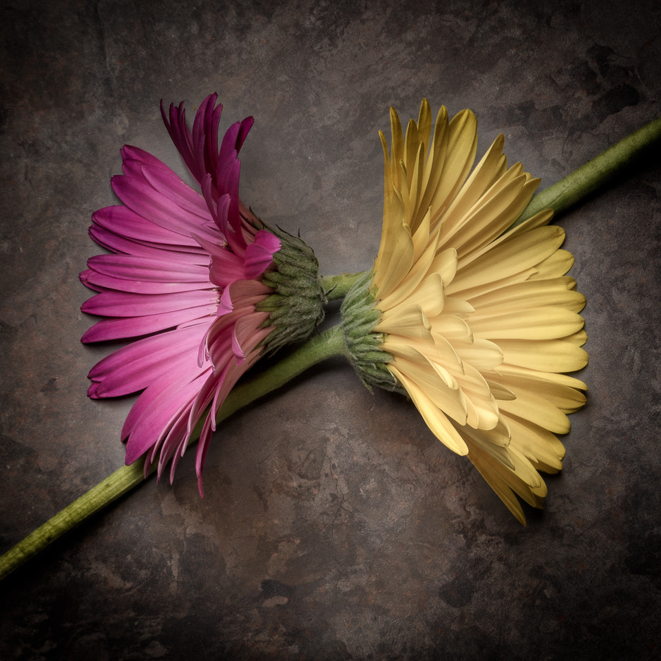 Sony ILCA-77M2 + Sony 50mm F1.4 sample photo. Daisy duo photography