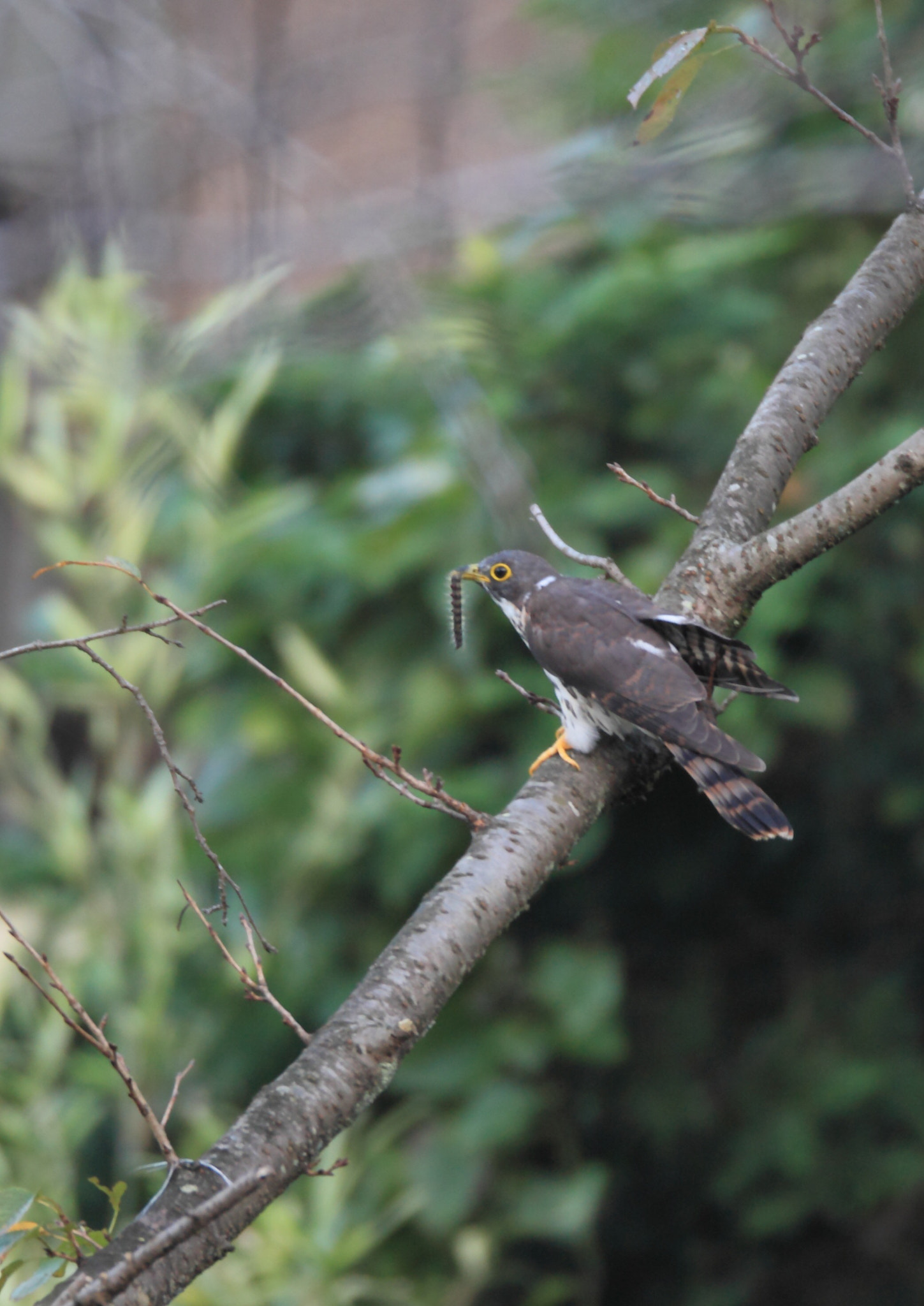 Canon EF 800mm F5.6L IS USM sample photo. ジュウイチ 幼鳥− photography