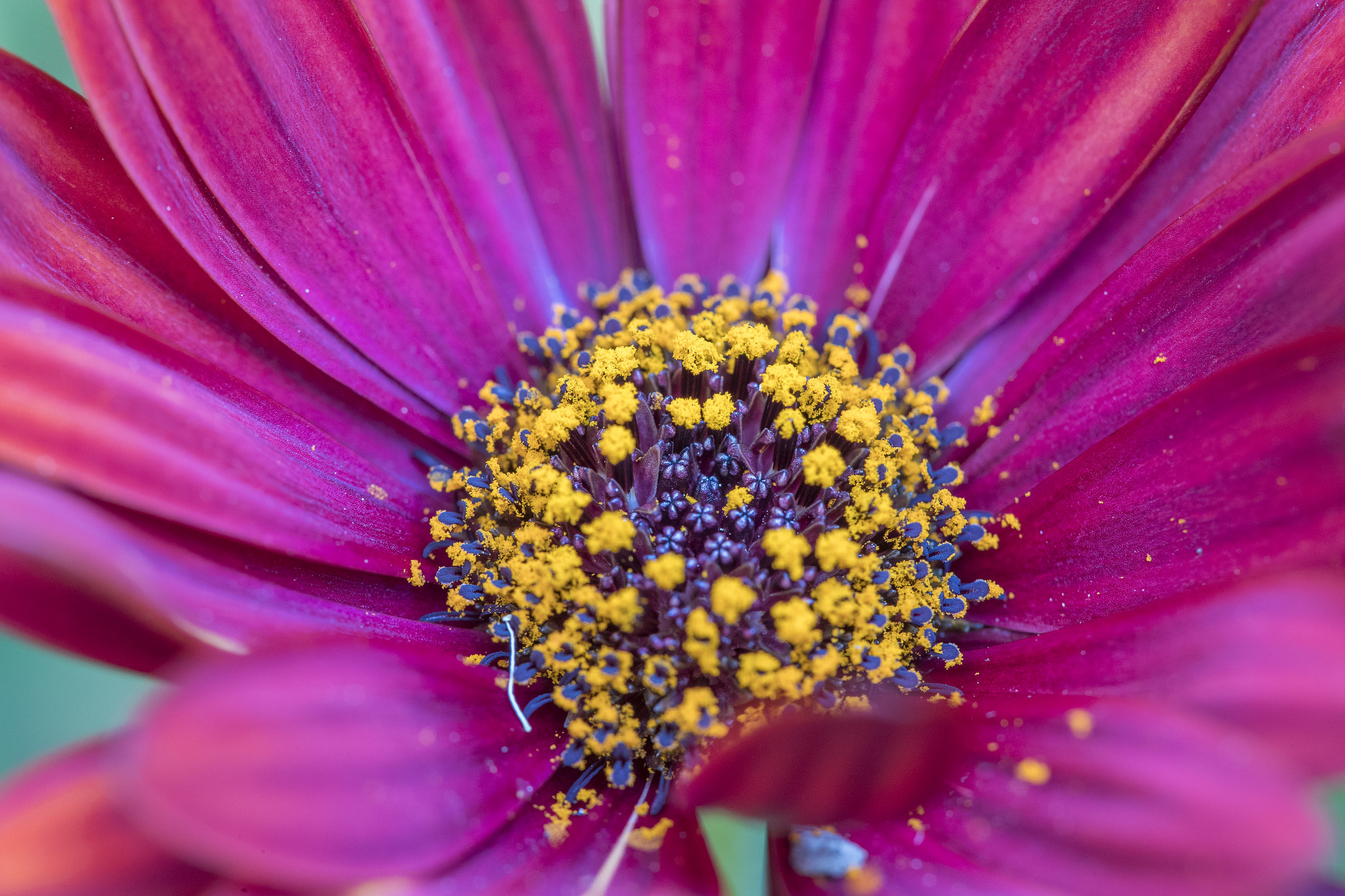 Canon EF 100mm F2.8 Macro USM sample photo. Springtime in sydney photography