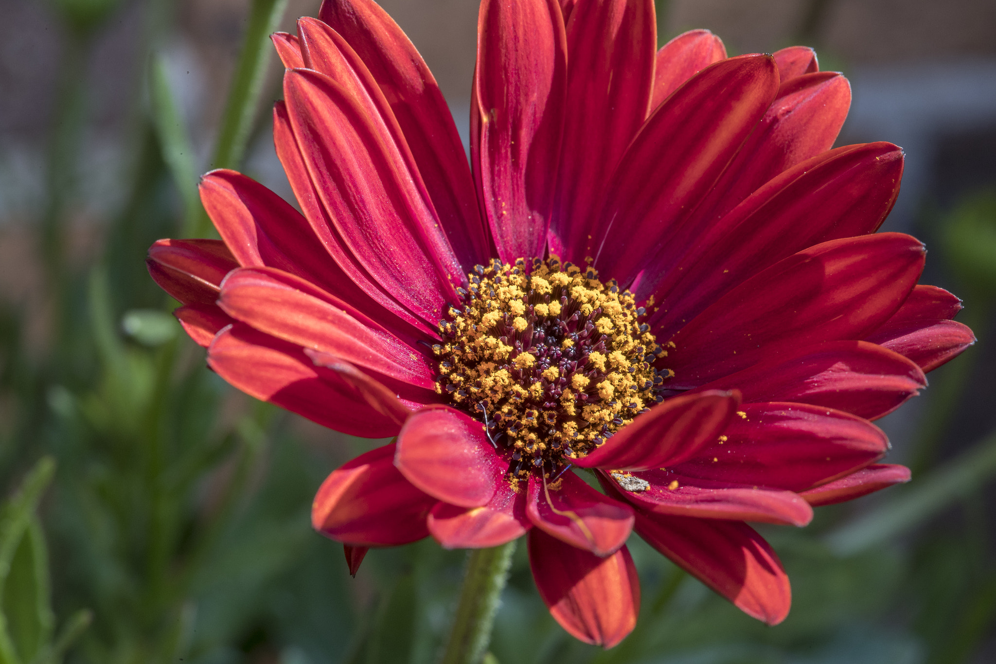Canon EF 100mm F2.8 Macro USM sample photo. Springtime in sydney photography