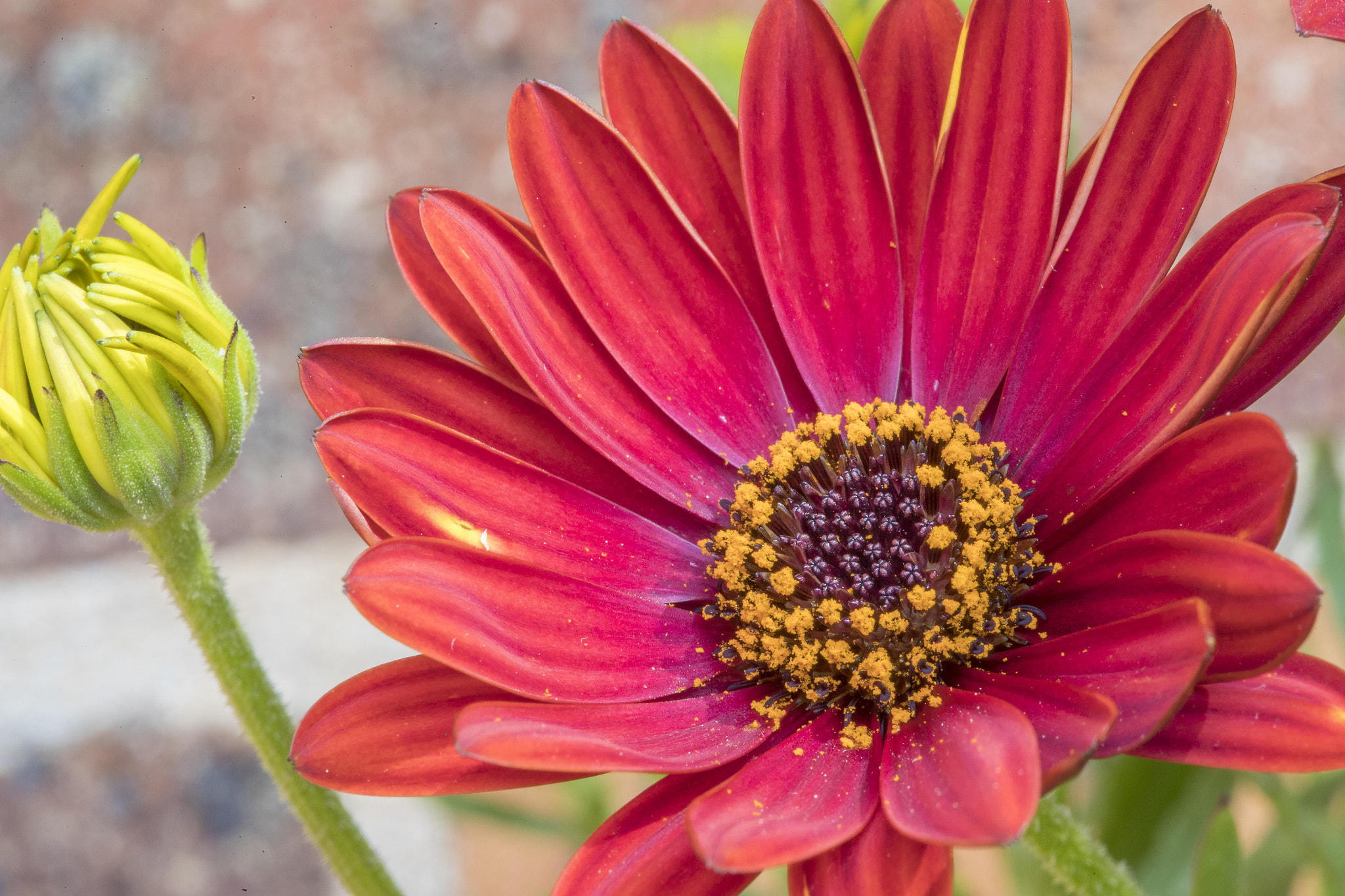 Canon EF 100mm F2.8 Macro USM sample photo. Springtime in sydney photography