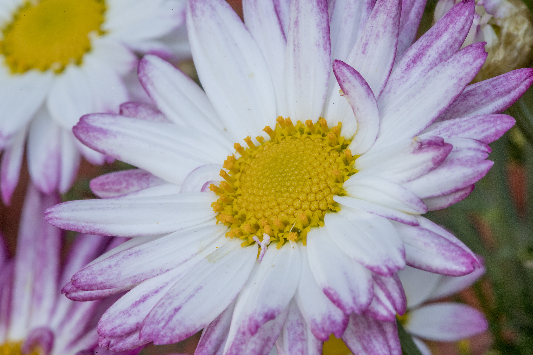 Canon EF 100mm F2.8 Macro USM sample photo. Springtime in sydney photography