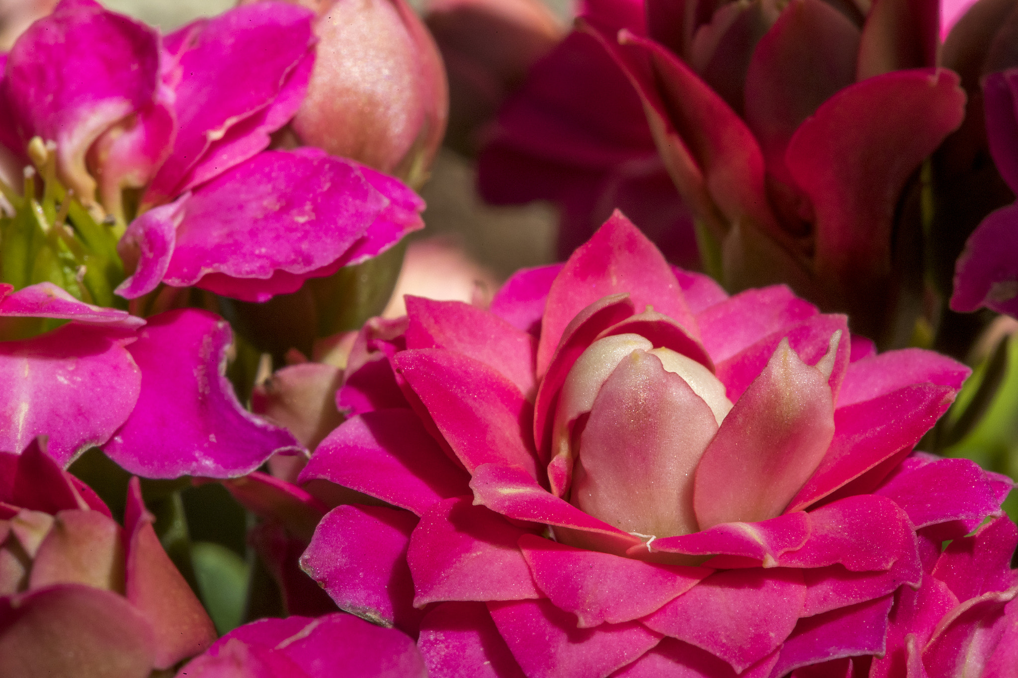 Canon EF 100mm F2.8 Macro USM sample photo. Springtime in sydney photography